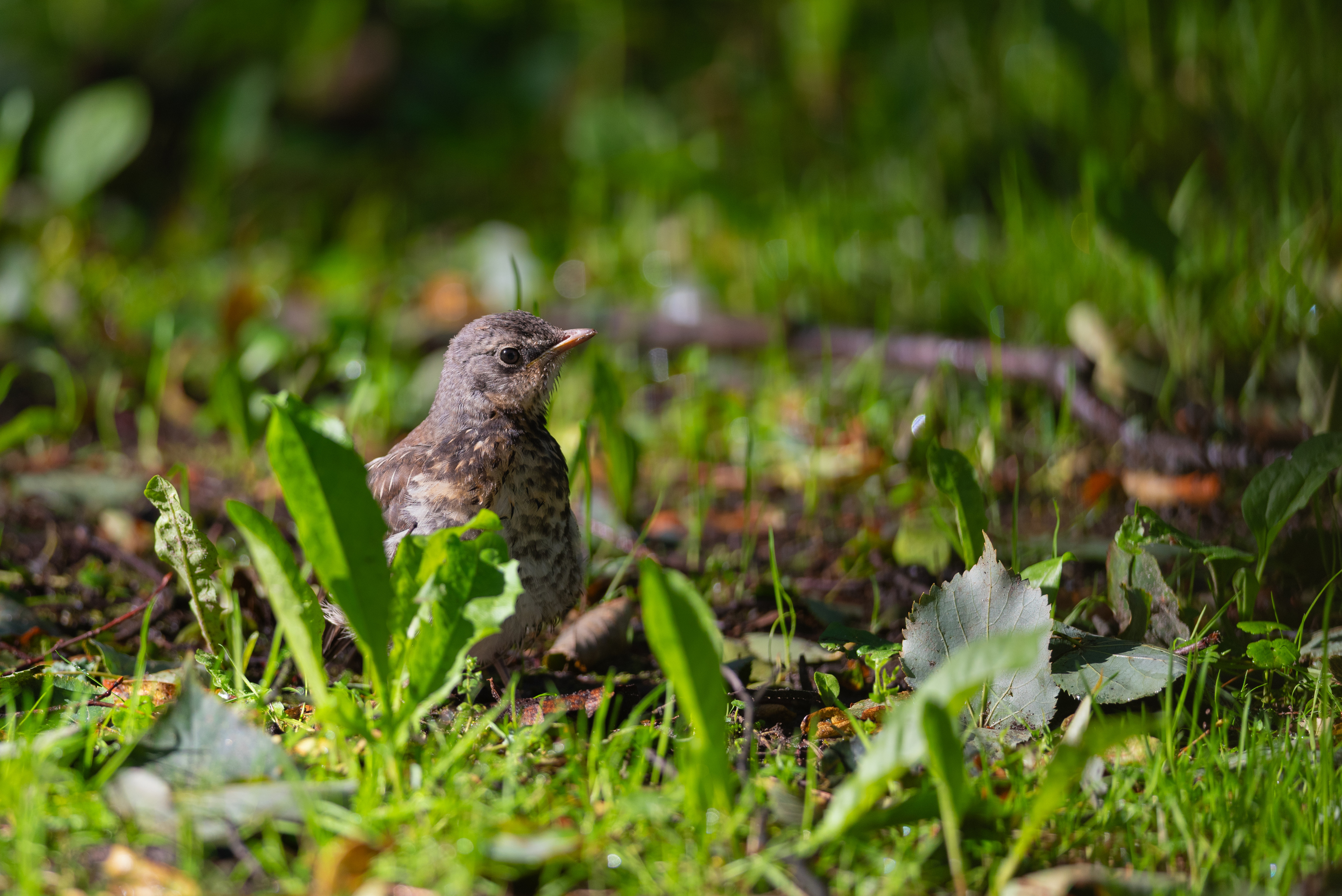 рябинник, дрозд, дрозд-рябинник, птица, птицы, лето, природа, фотоохота, санкт-петербург, петербург, спб, Воронов Денис