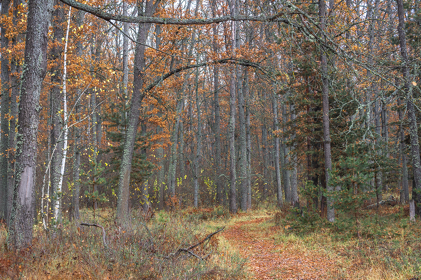 осень, октябрь, лес, Востриков Руслан