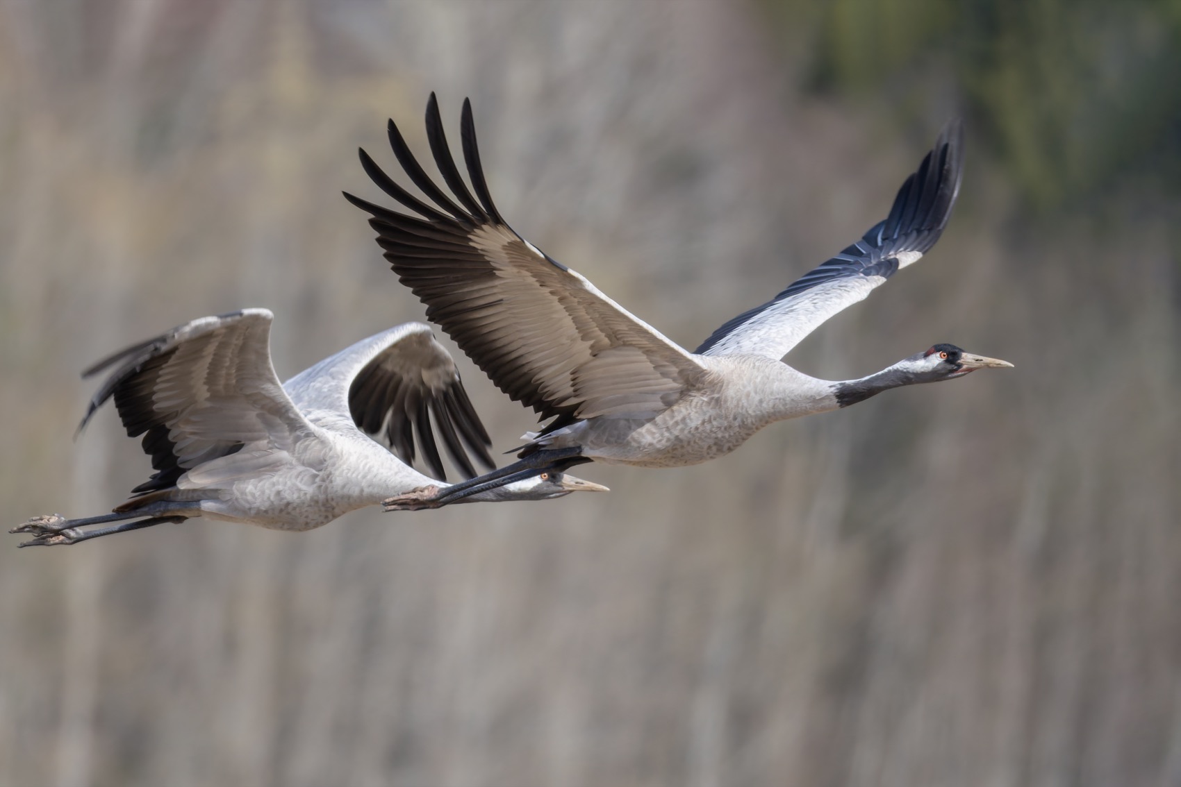 серый журавль, журавль, птицы, Ruslan Pl