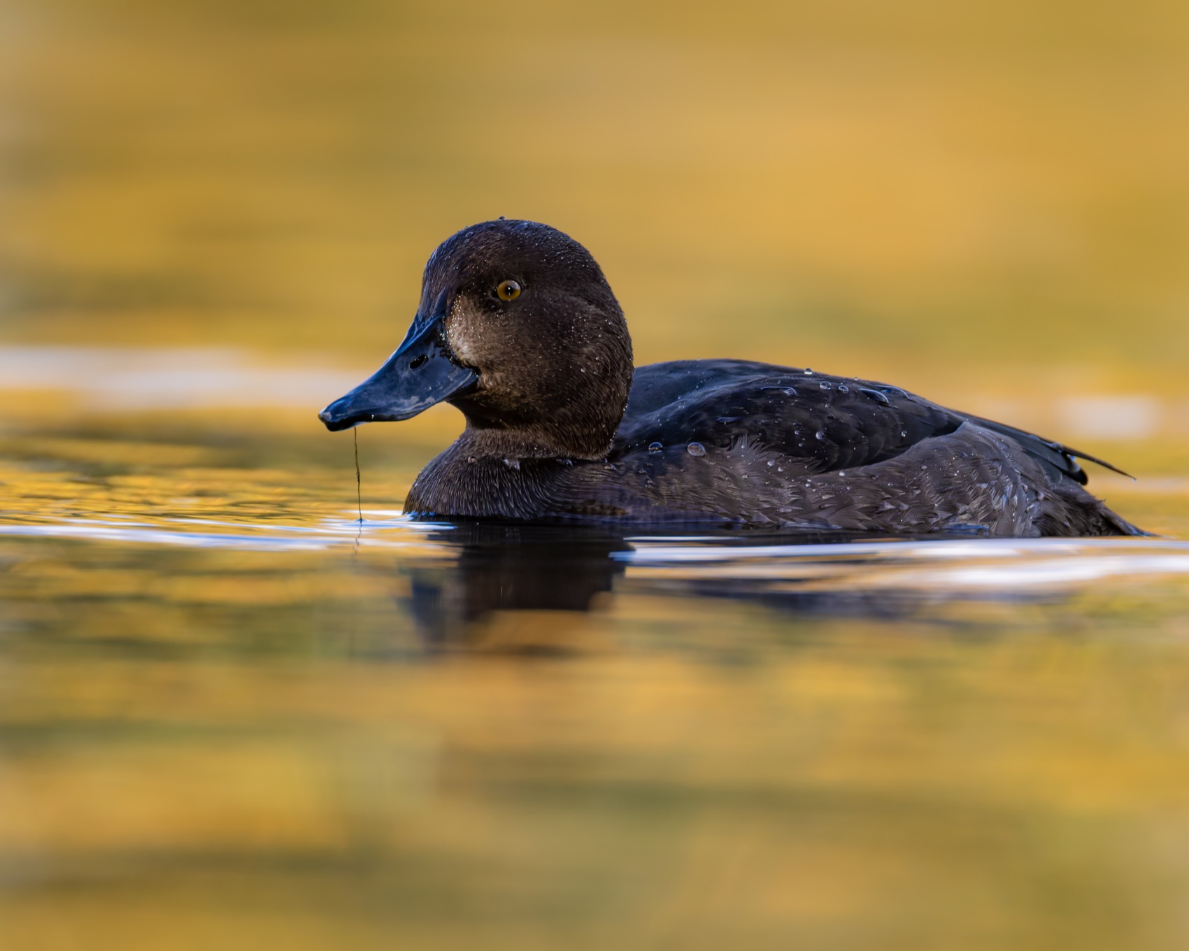 нырок, хохлатая чернеть, чернеть, утка, птицы, осень, Ruslan Pl