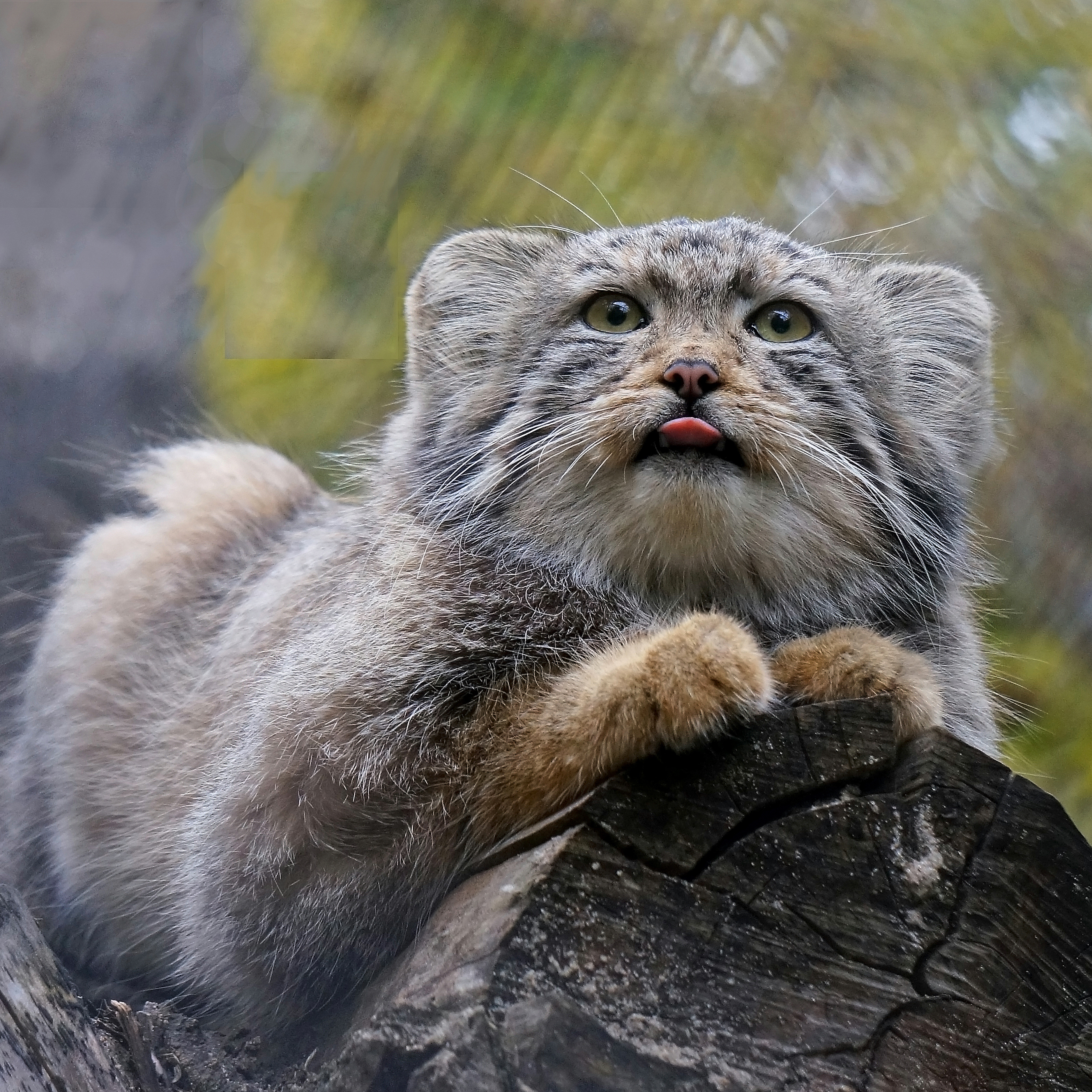 кот, манул, кот манул, кошки, малые кошки, звери, хищные, животные, животные красной книги,,  Людмила