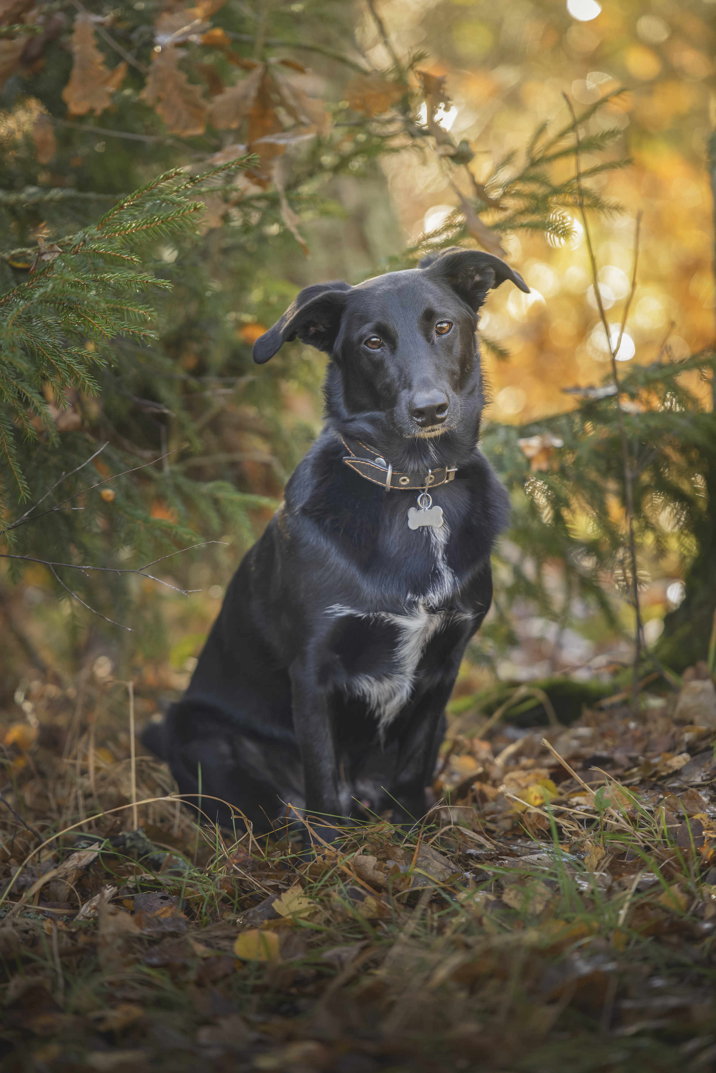 , Максим Вышарь