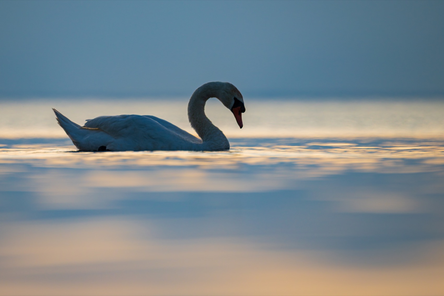 шипун, лебедь, лебедь шипун, лебедь-шипун, финский залив, красная книга, Ruslan Pl