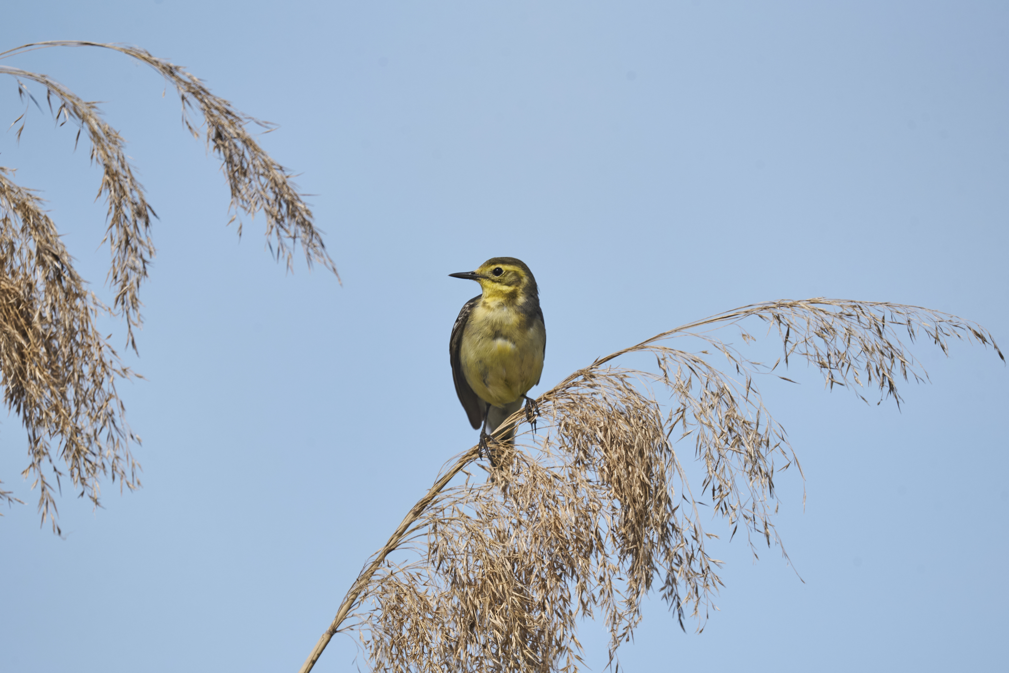 , Полина Шальнева