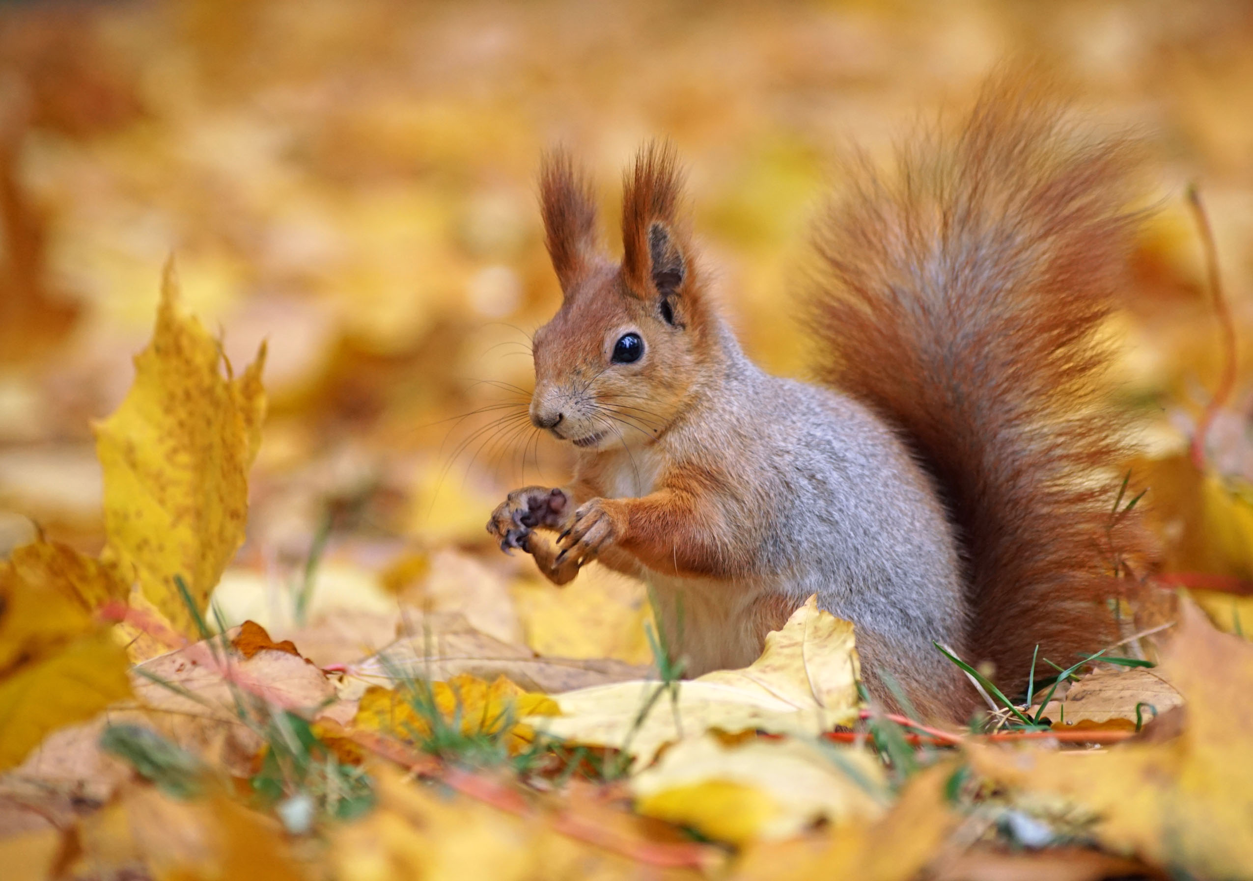 Белка, листья, осень, Чепленко Алексей