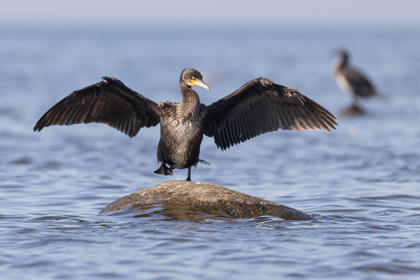 баклан, птицы, Ruslan Pl