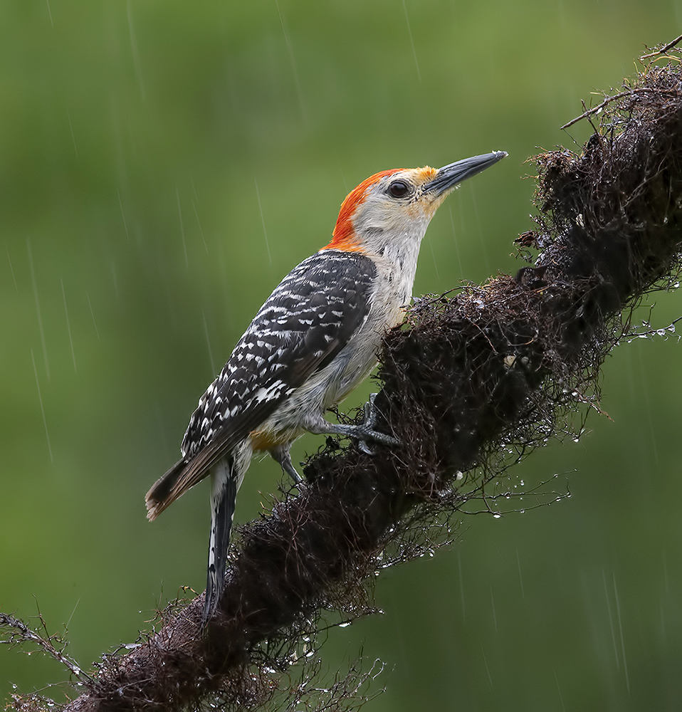 дятел, каролинский меланерпес, red-bellied woodpecker, woodpecker, Etkind Elizabeth