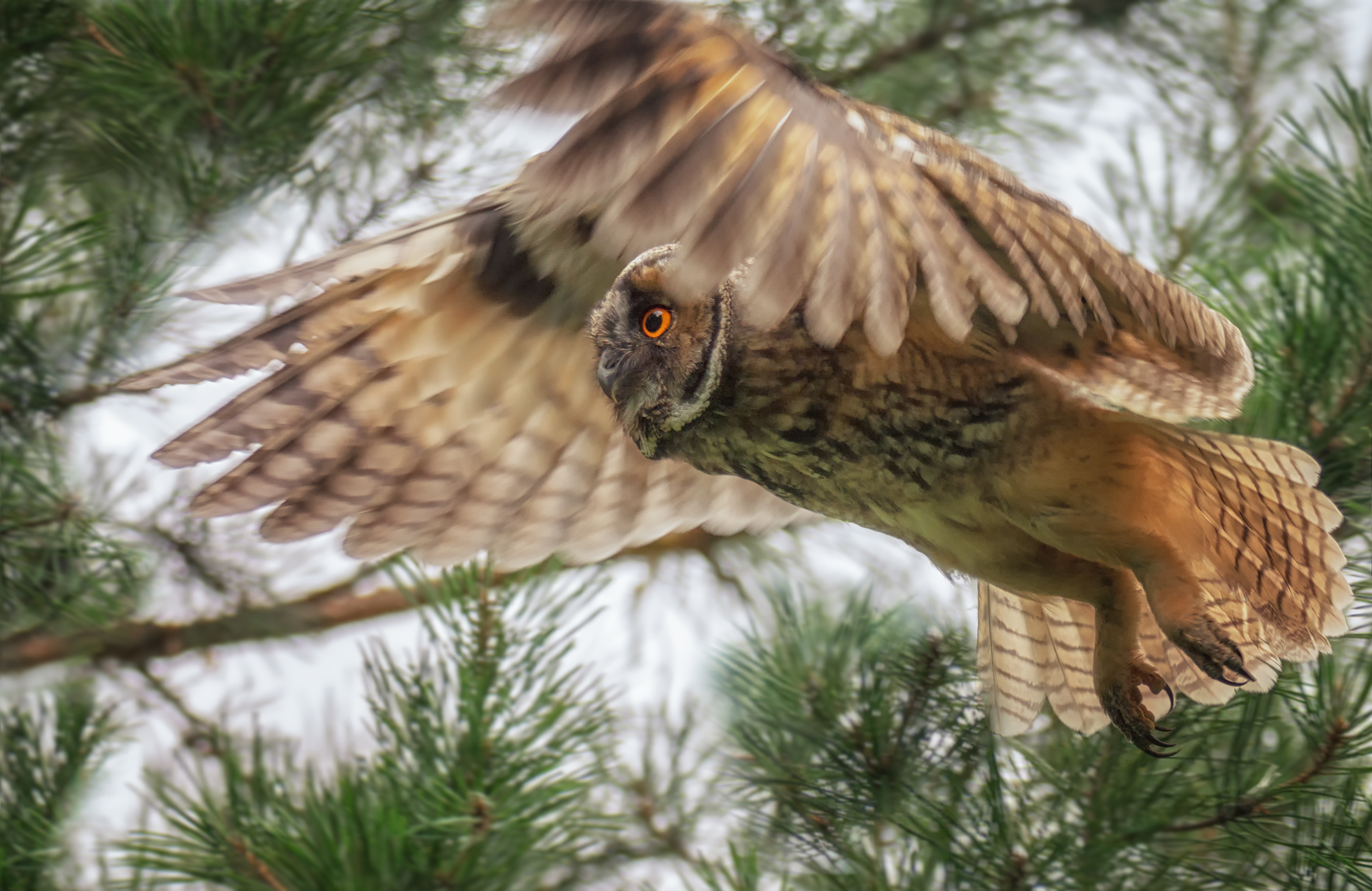 птица, сова, ушастая,, Мочалова Марина