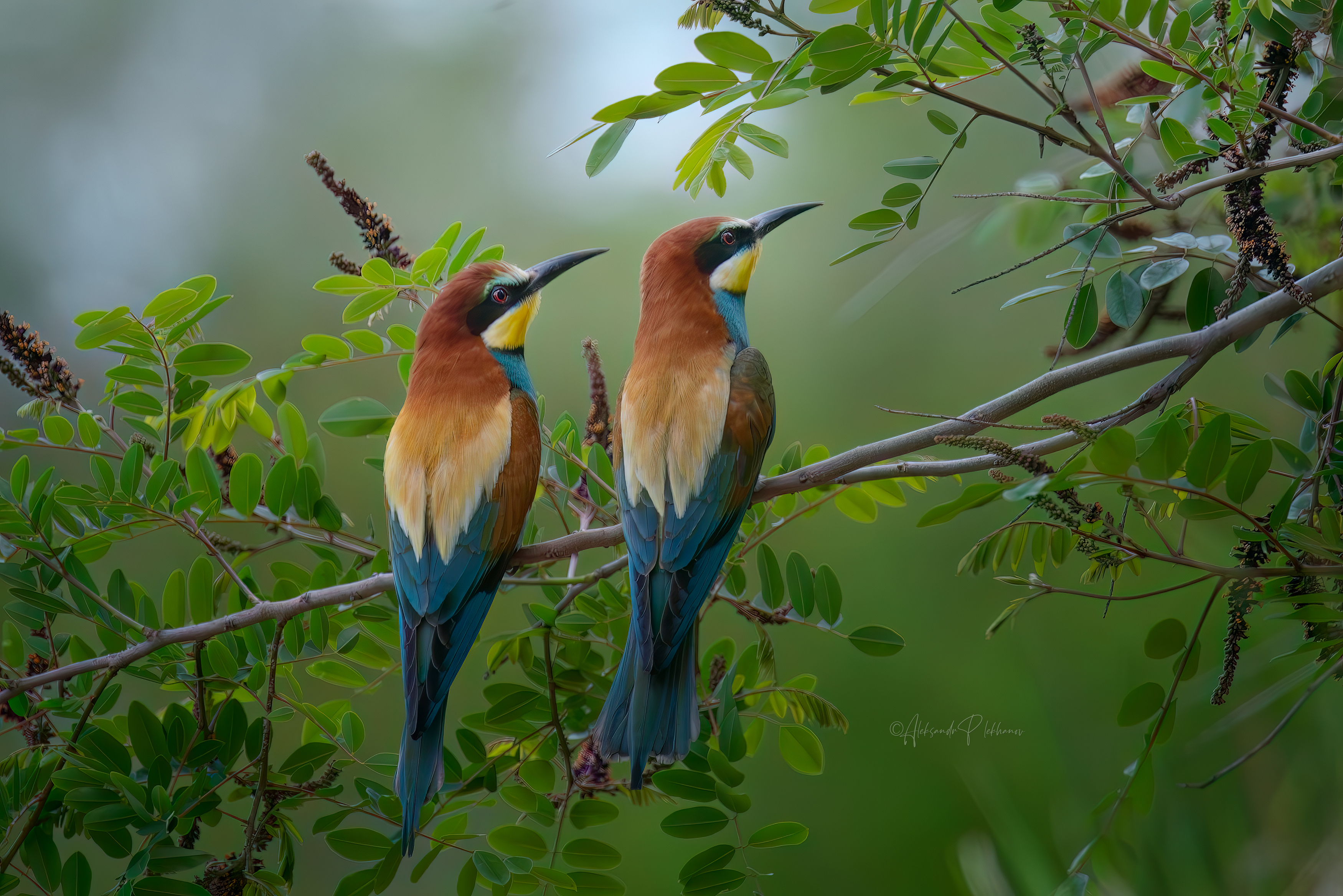 wildlife, Плеханов Александр