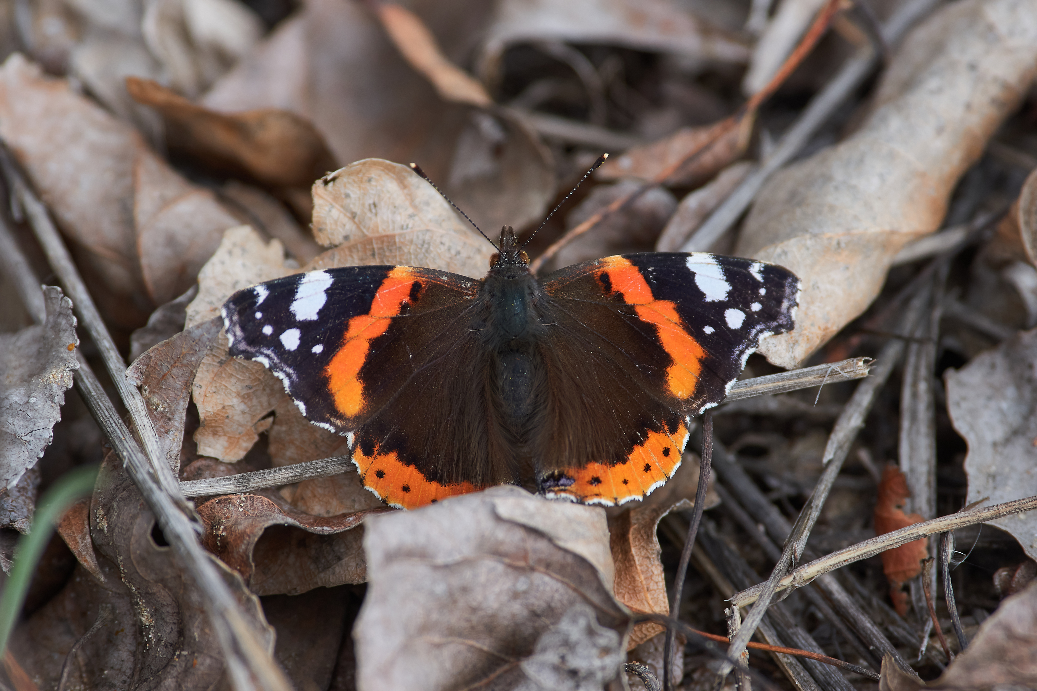 Vanessa atalanta, адмирал, бабочка, , Павел Сторчилов