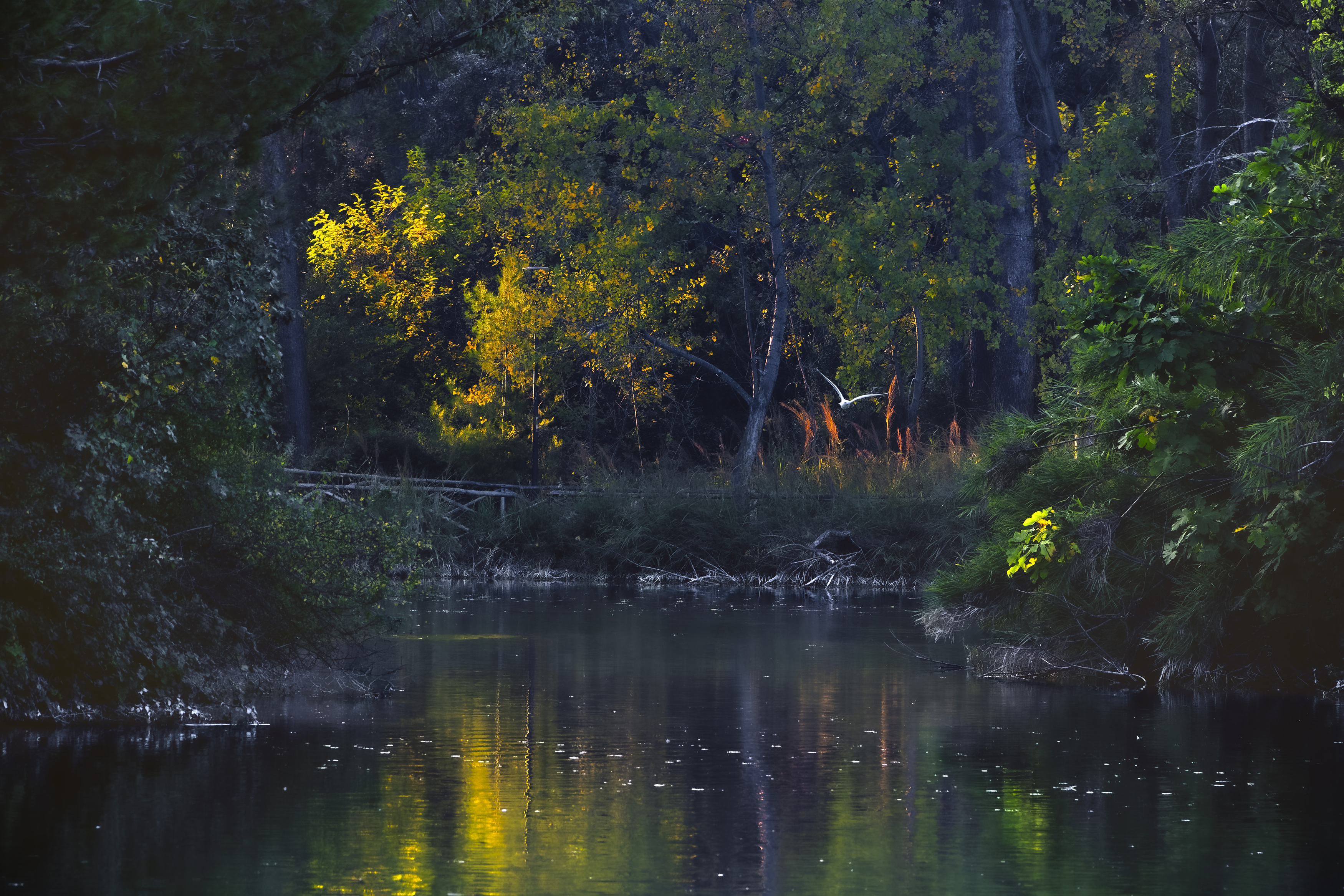 , Denis Cristian BURMELEAC