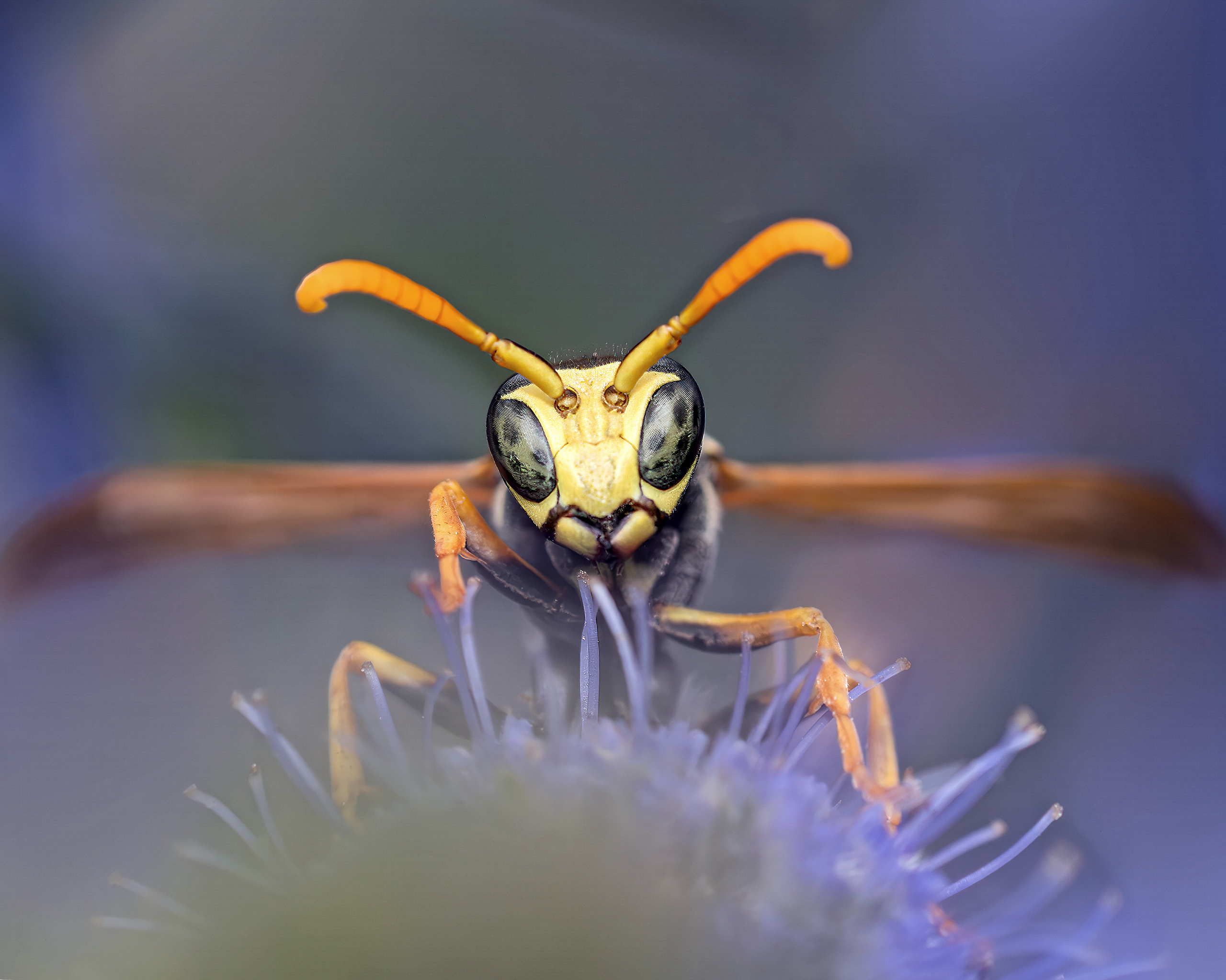 Насекомые макро оса лето, Ворожцова Марина