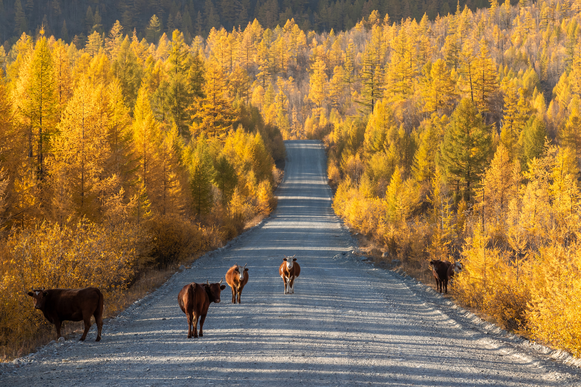 , Буянов Илья