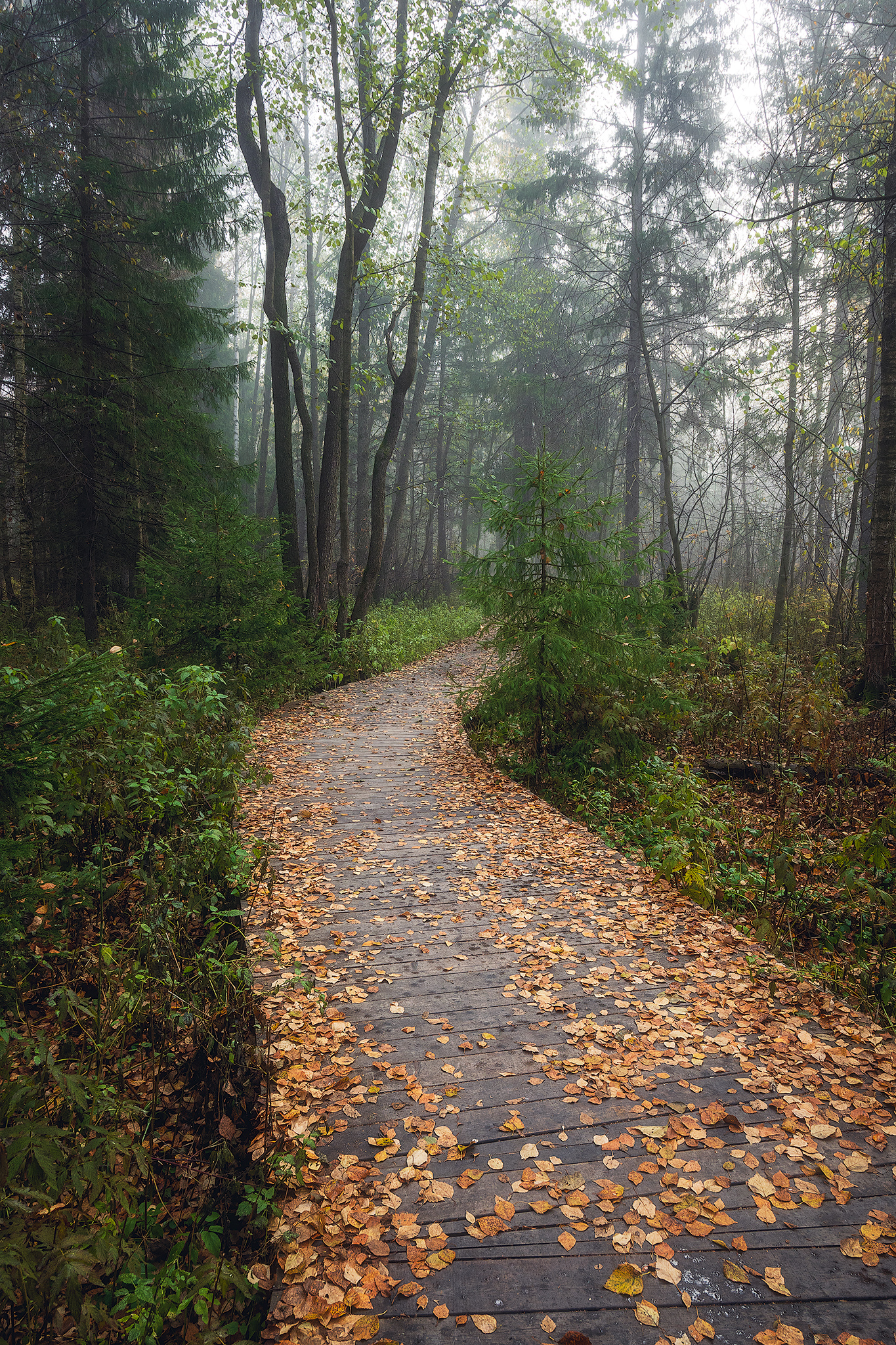 пермский край, пейзаж, рассвет, красота природы, поле, лес, туман, утро, осень, Кузнецов Кирилл