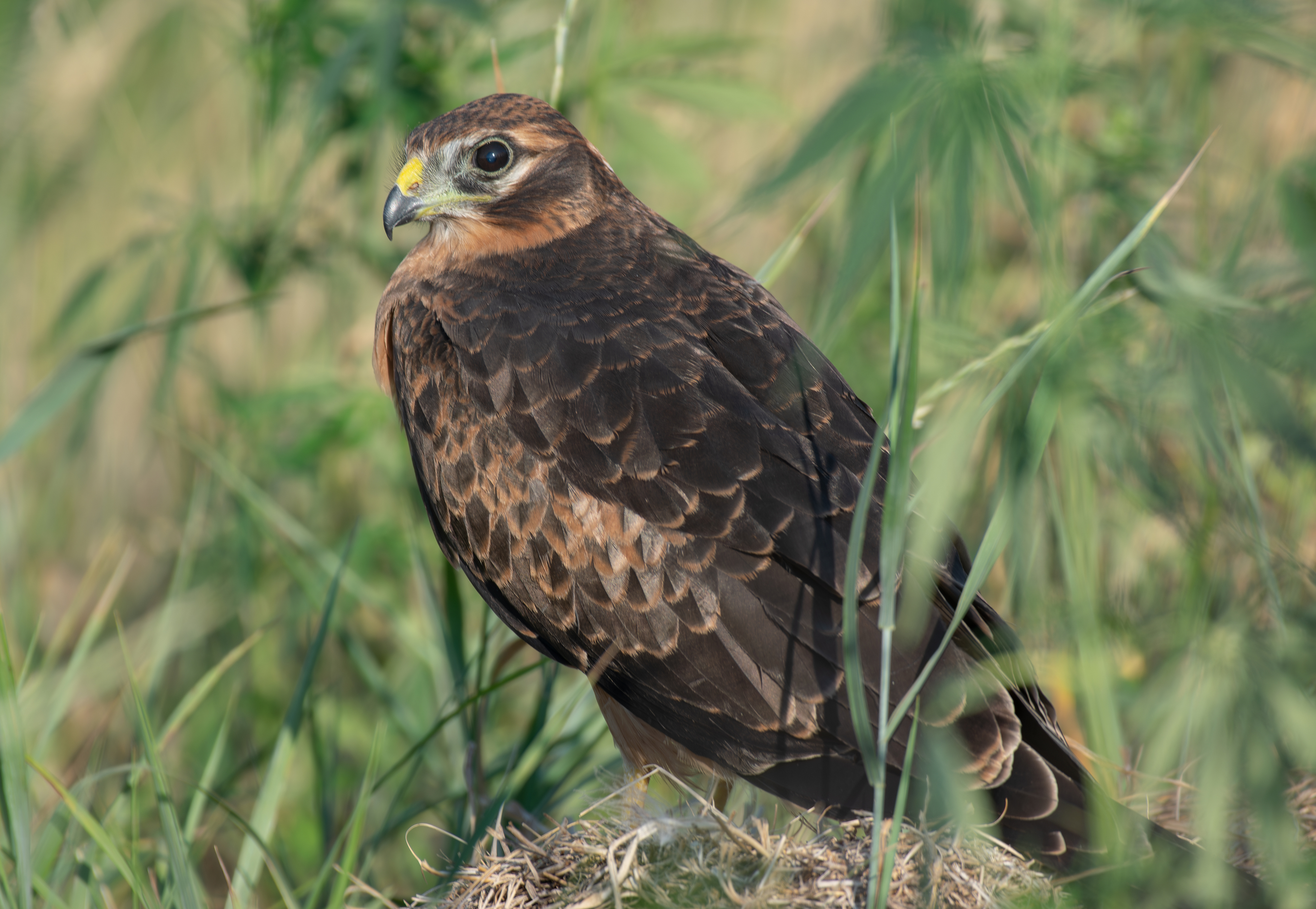 , Алексей Савельев