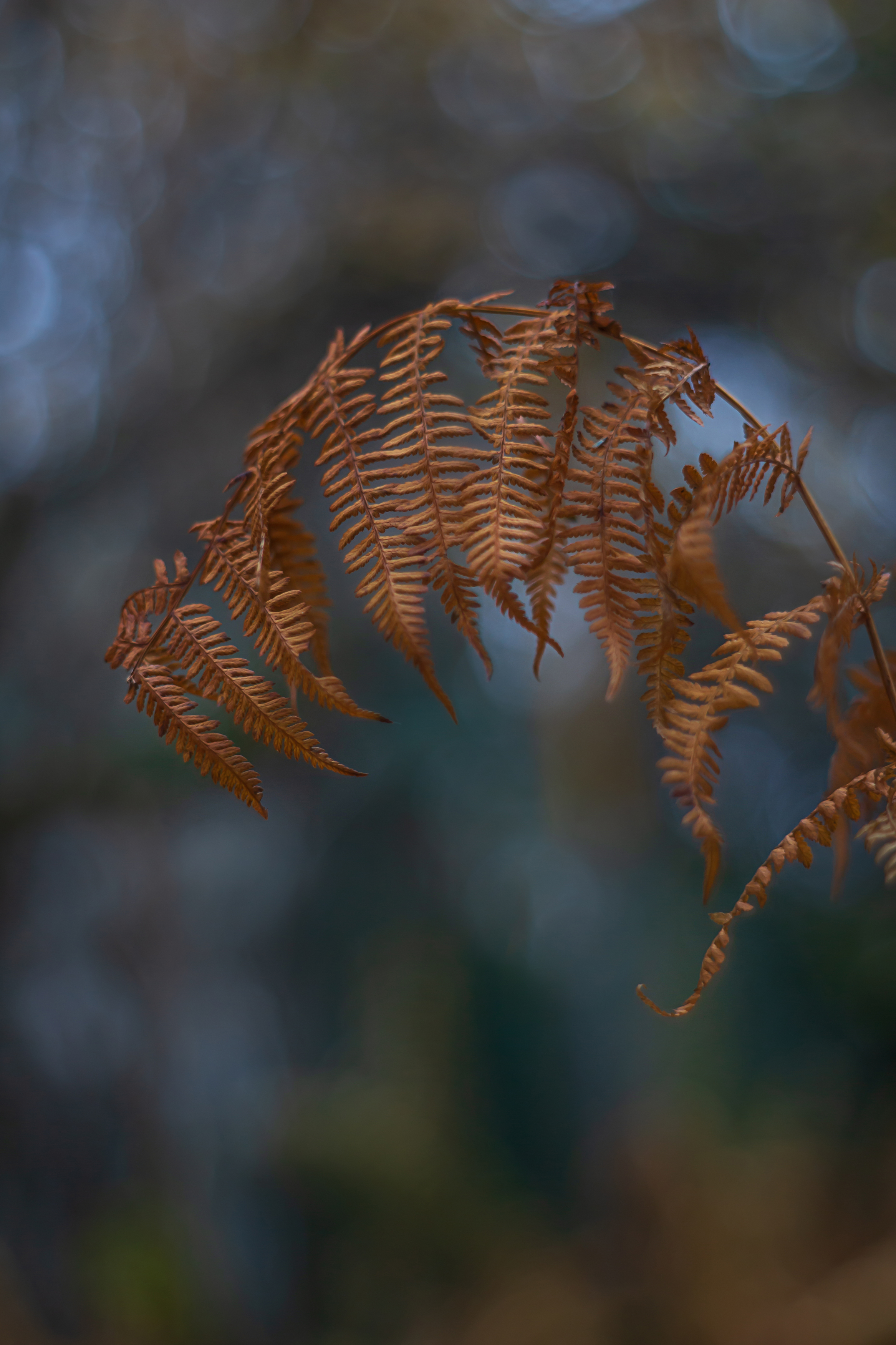 , Обидина Мария