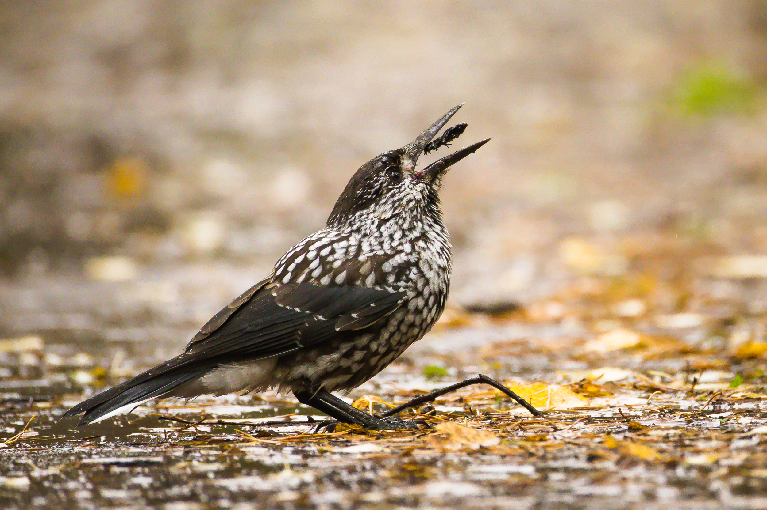 кедровка, Суслов Дмитрий