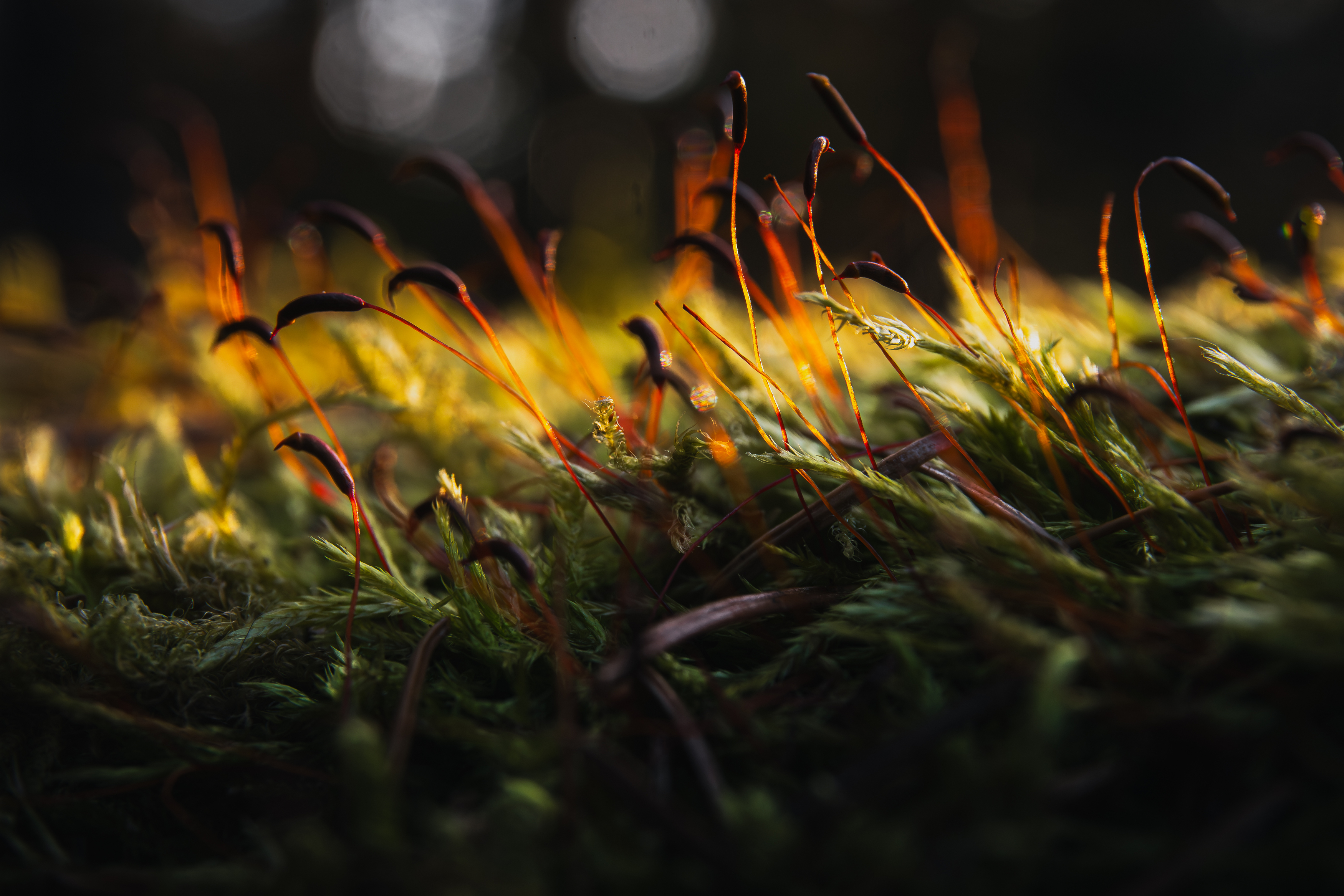 , Виктор Гагарин