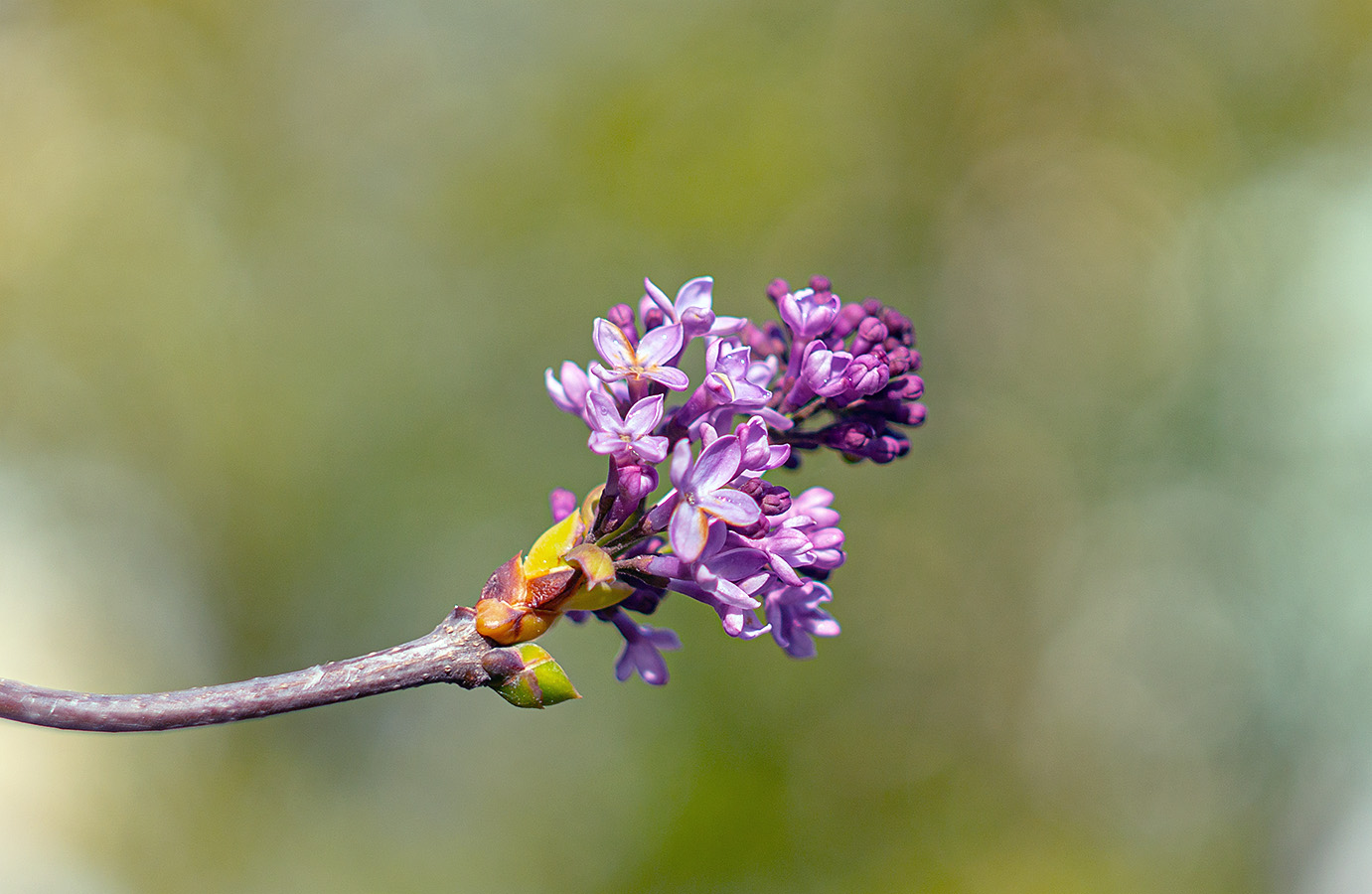 , Анатолий Зверев