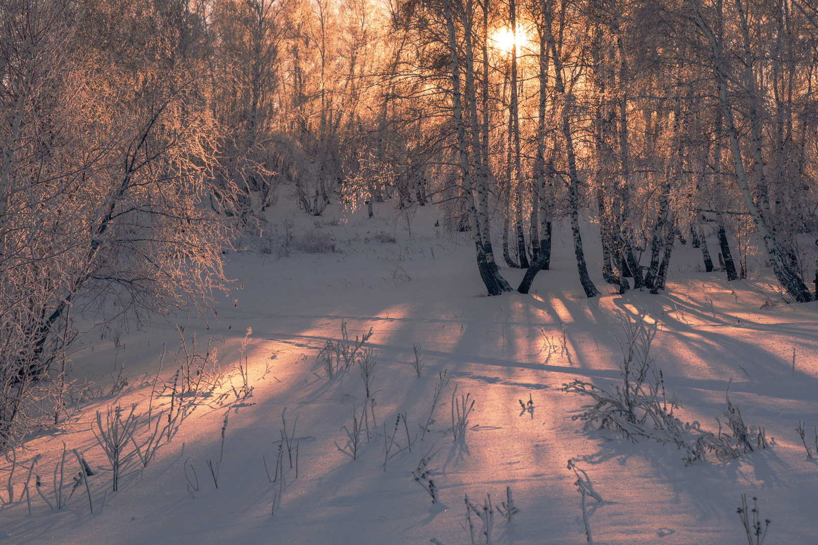 , Шустиков Дмитрий