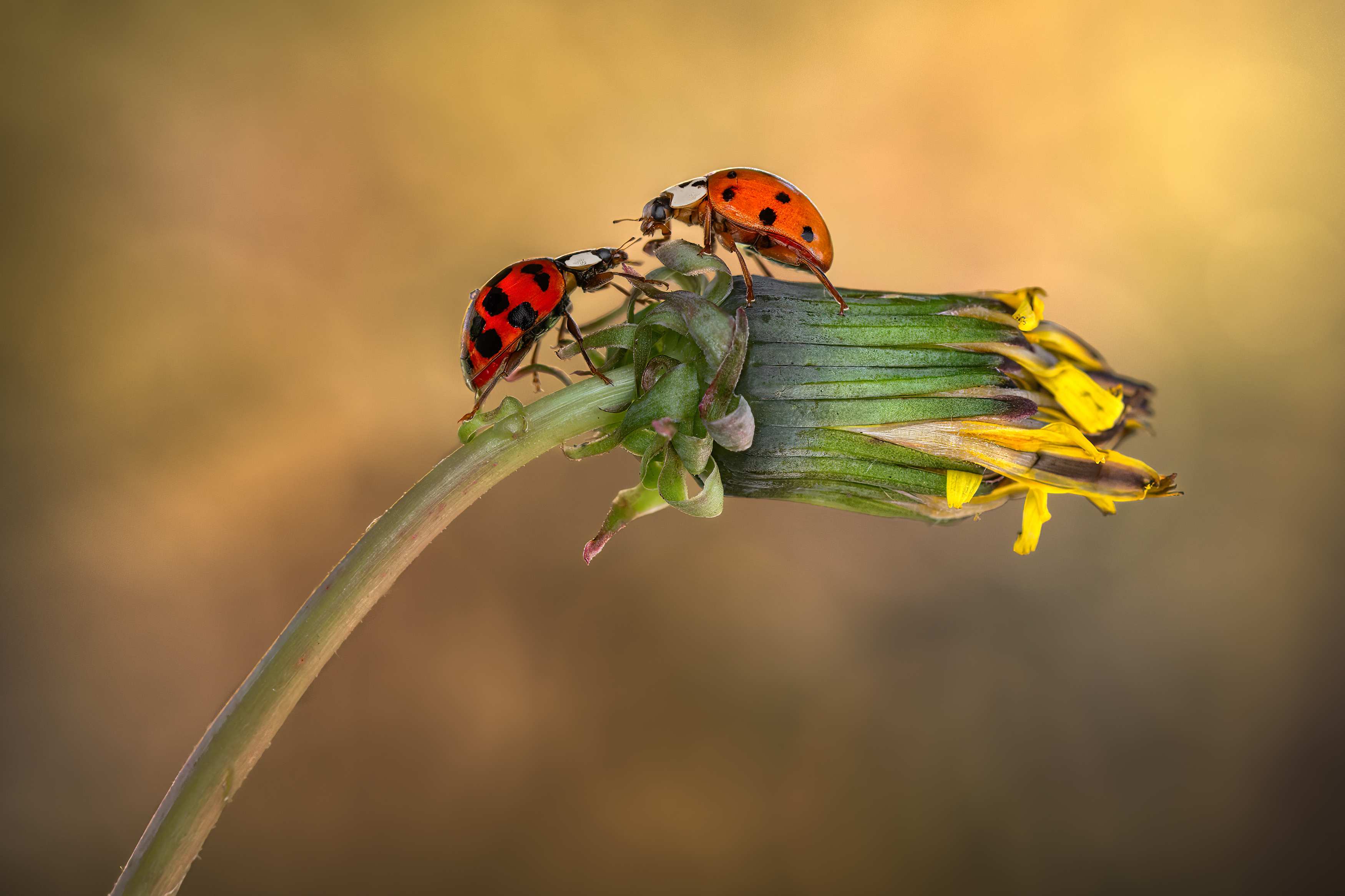 ladybug, beetle, insect, flower, macro, bugs, ladybird,, Atul Saluja
