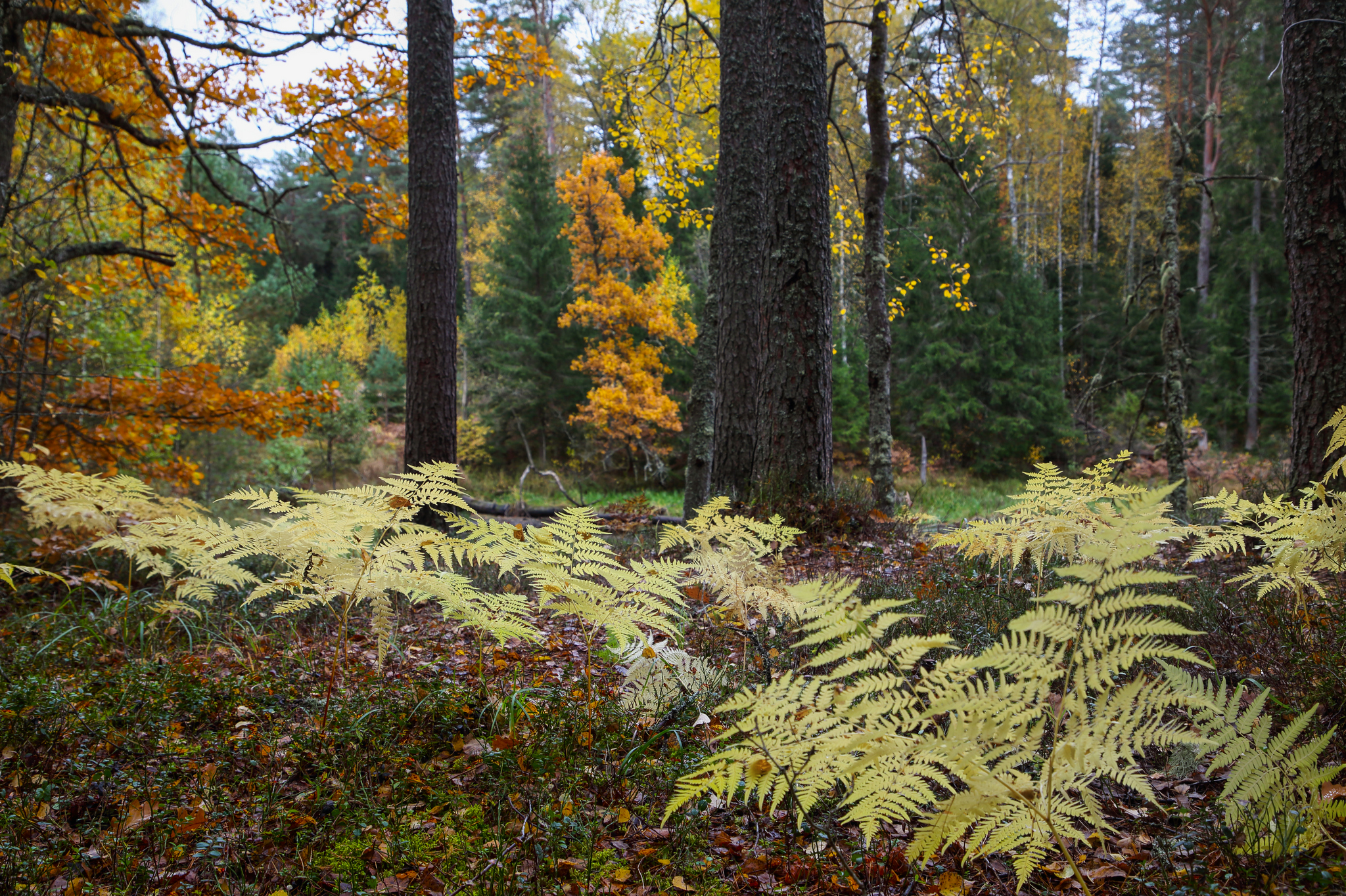 пейзаж, , утро, , осень, Мурзинов Виктор