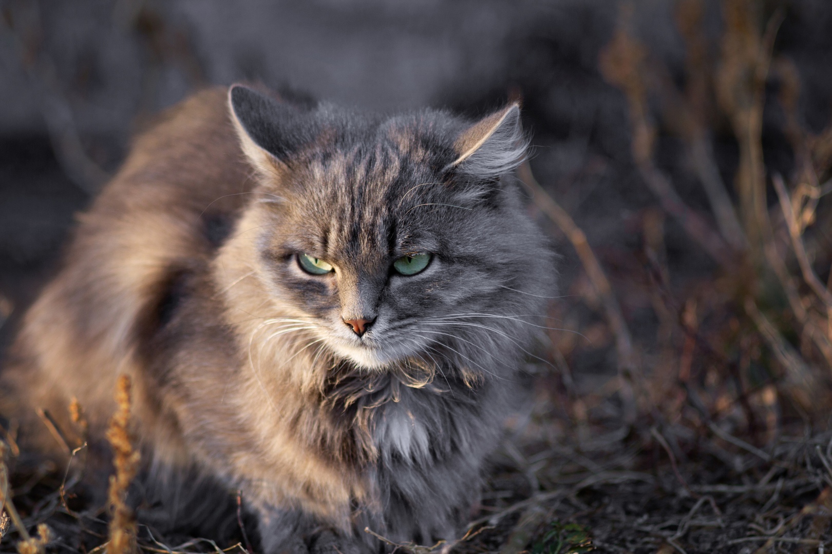 кошка, Александр Канцур