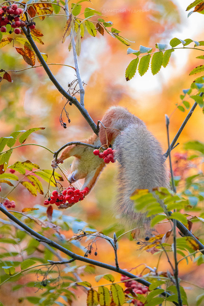 , Чудинин Дмитрий