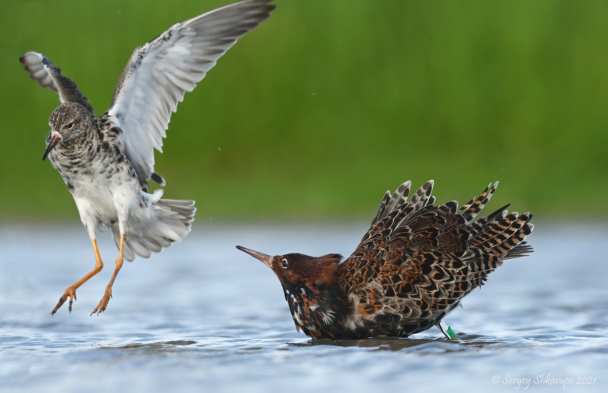 , Сергей Шкарупо