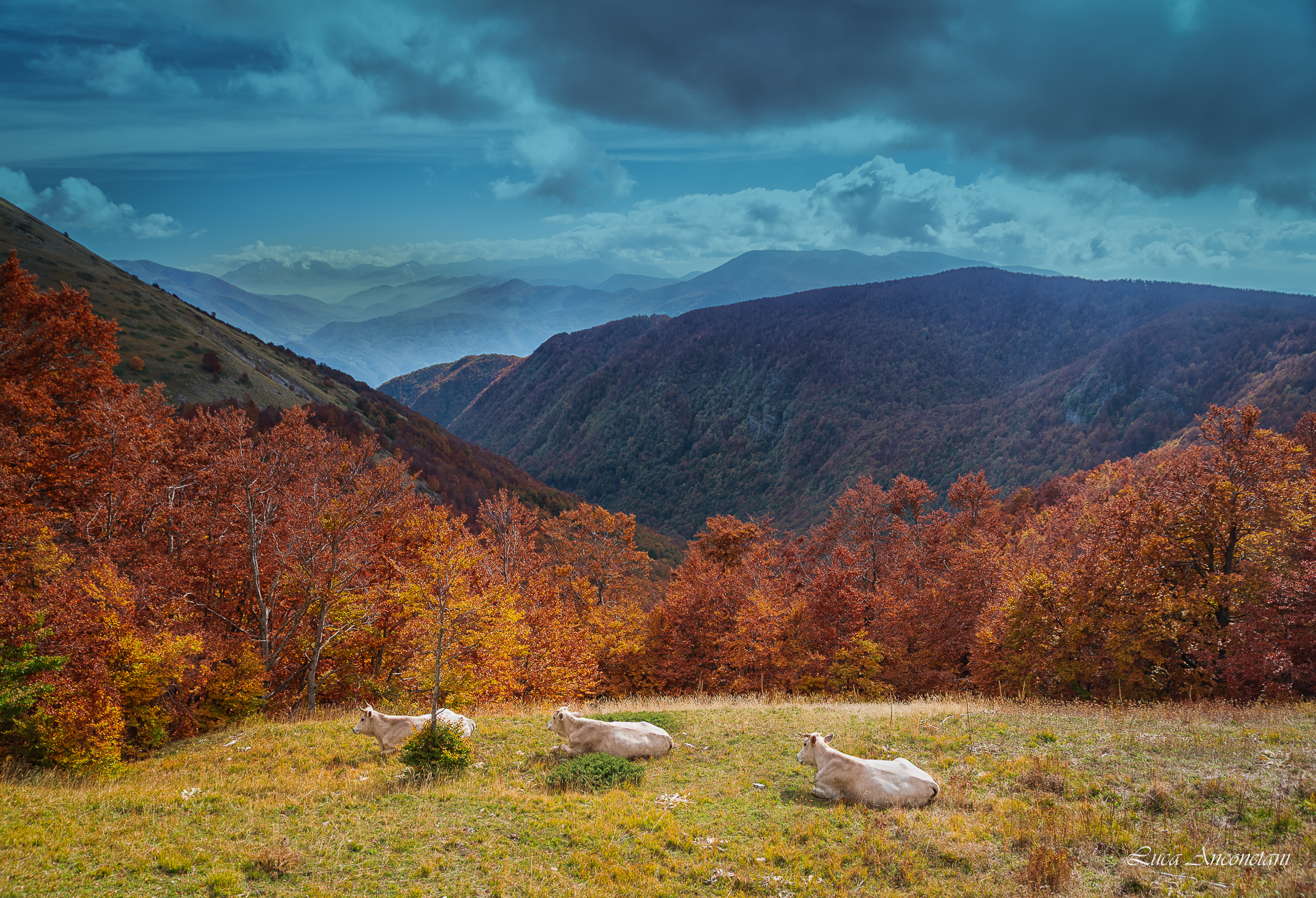 nature landscape terminillo italy trees autumn cows, Anconetani Luca