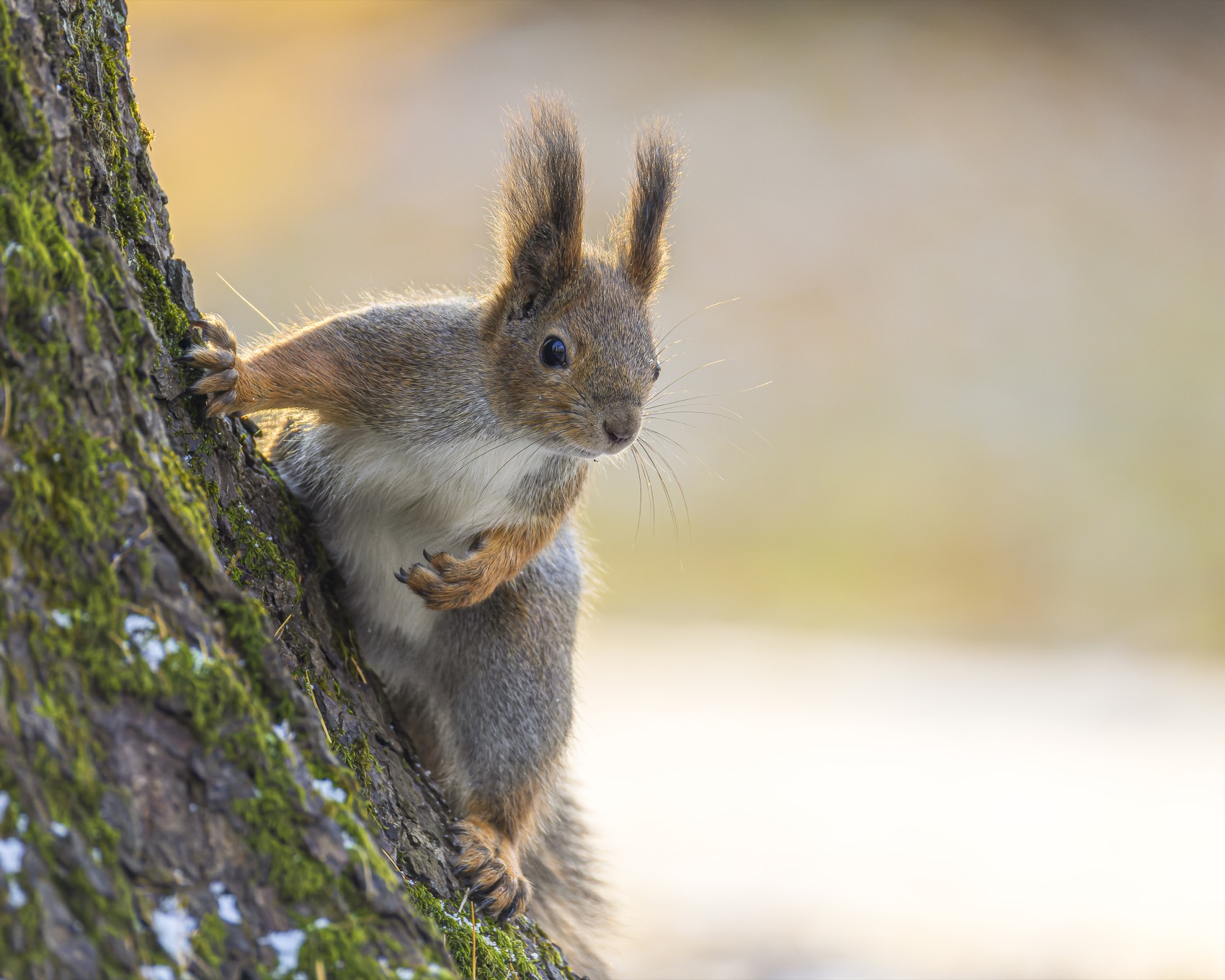 белка, белочка, Ruslan Pl