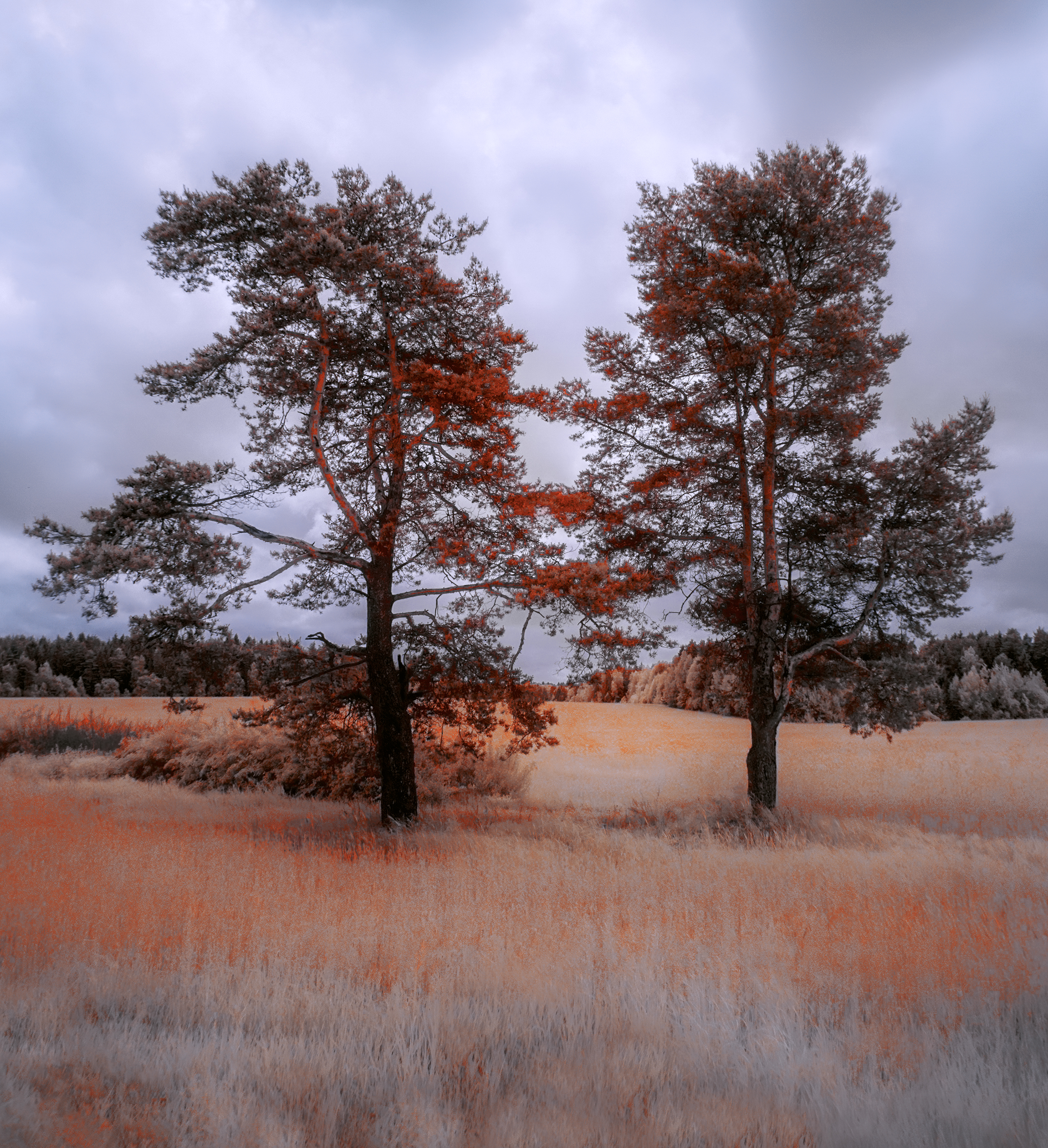 infrared, ик-фото, инфракрасное фото, инфракрасная фотография, пейзаж, лето,  Sixten (Сергей)
