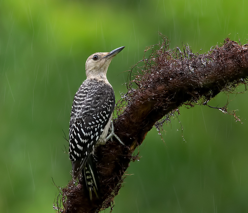 дятел, каролинский меланерпес, red-bellied woodpecker, woodpecker, дождь, rain, Etkind Elizabeth