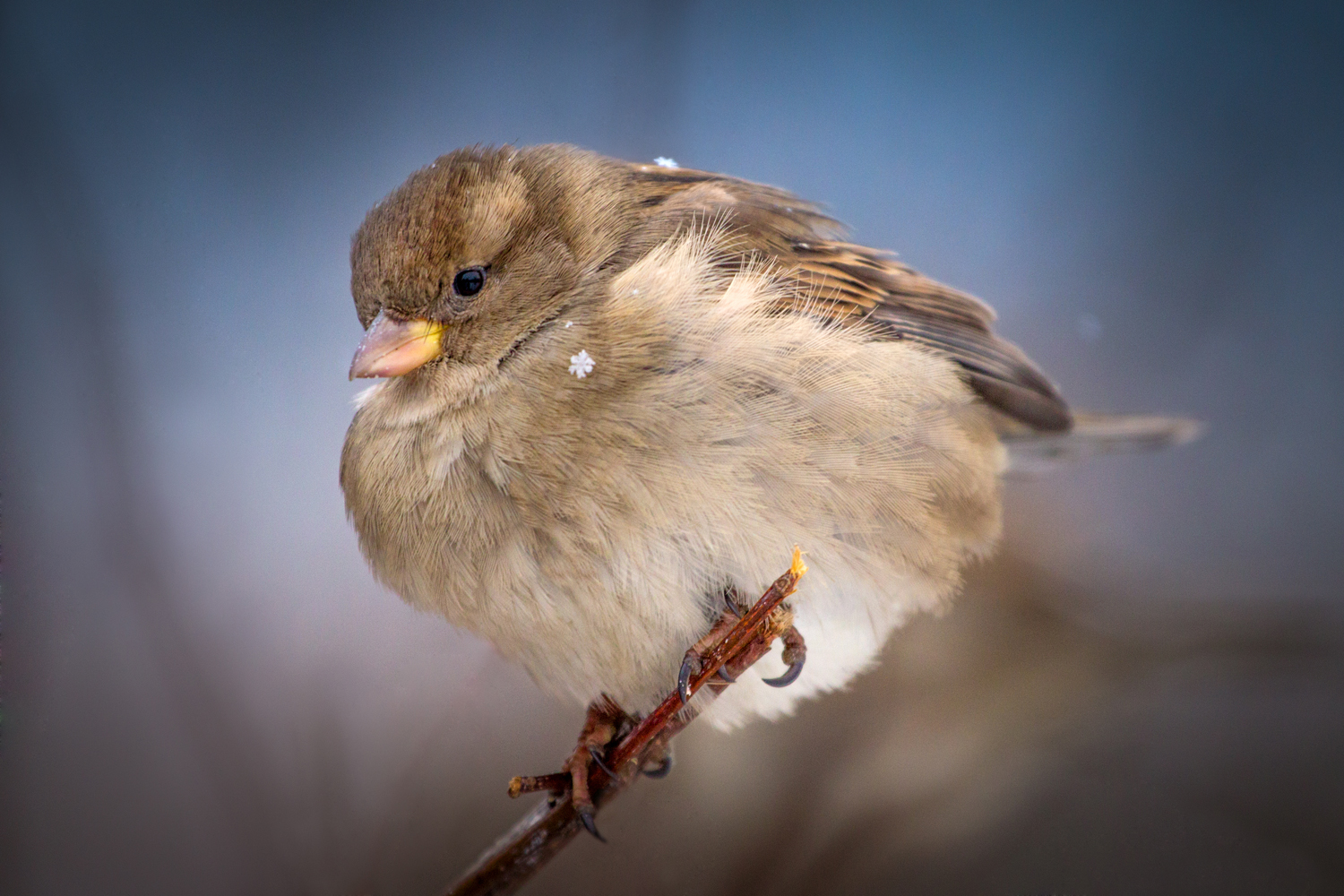 , Алексеев Сергей