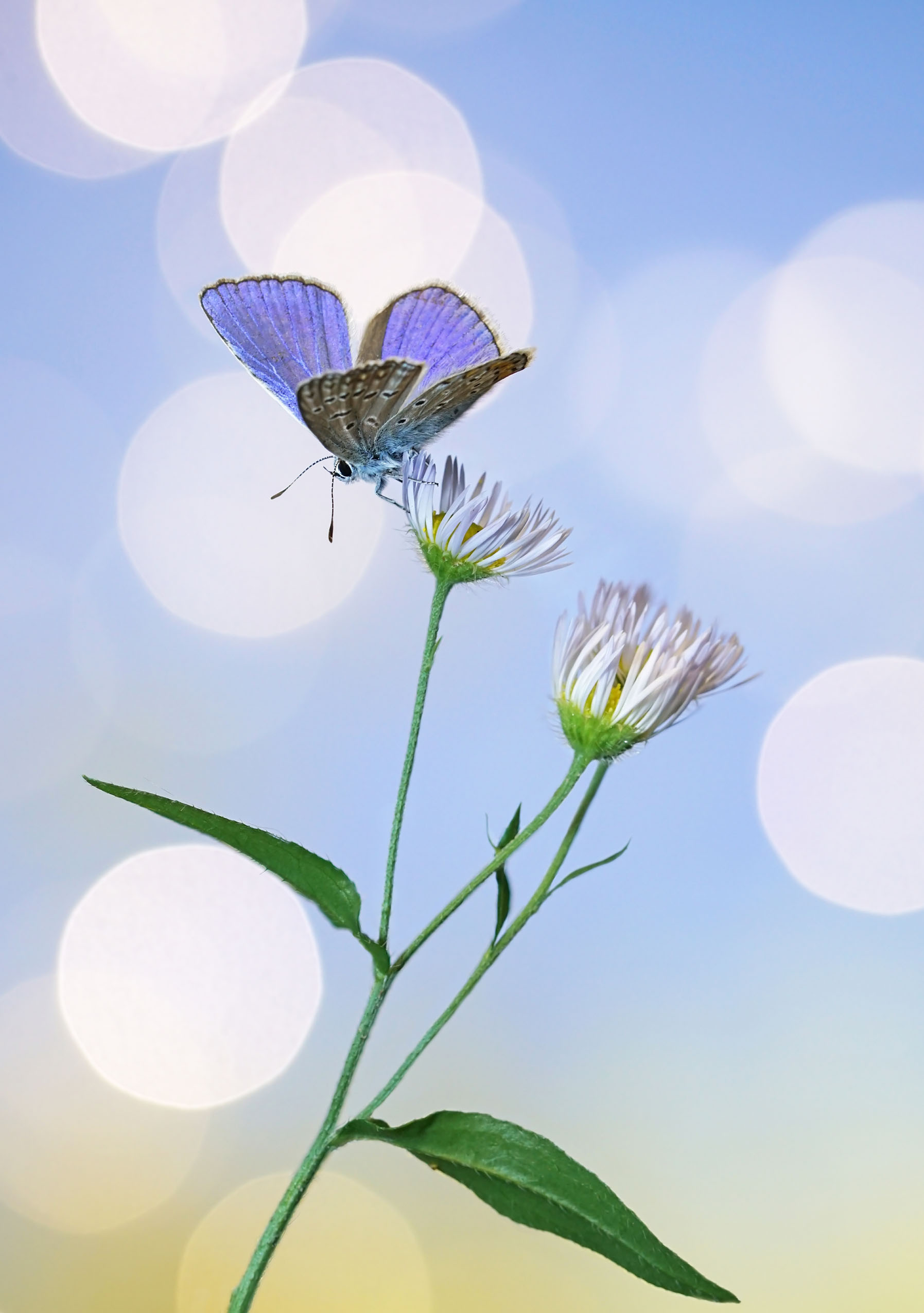 Бабочка, голубянка, боке, Чепленко Алексей