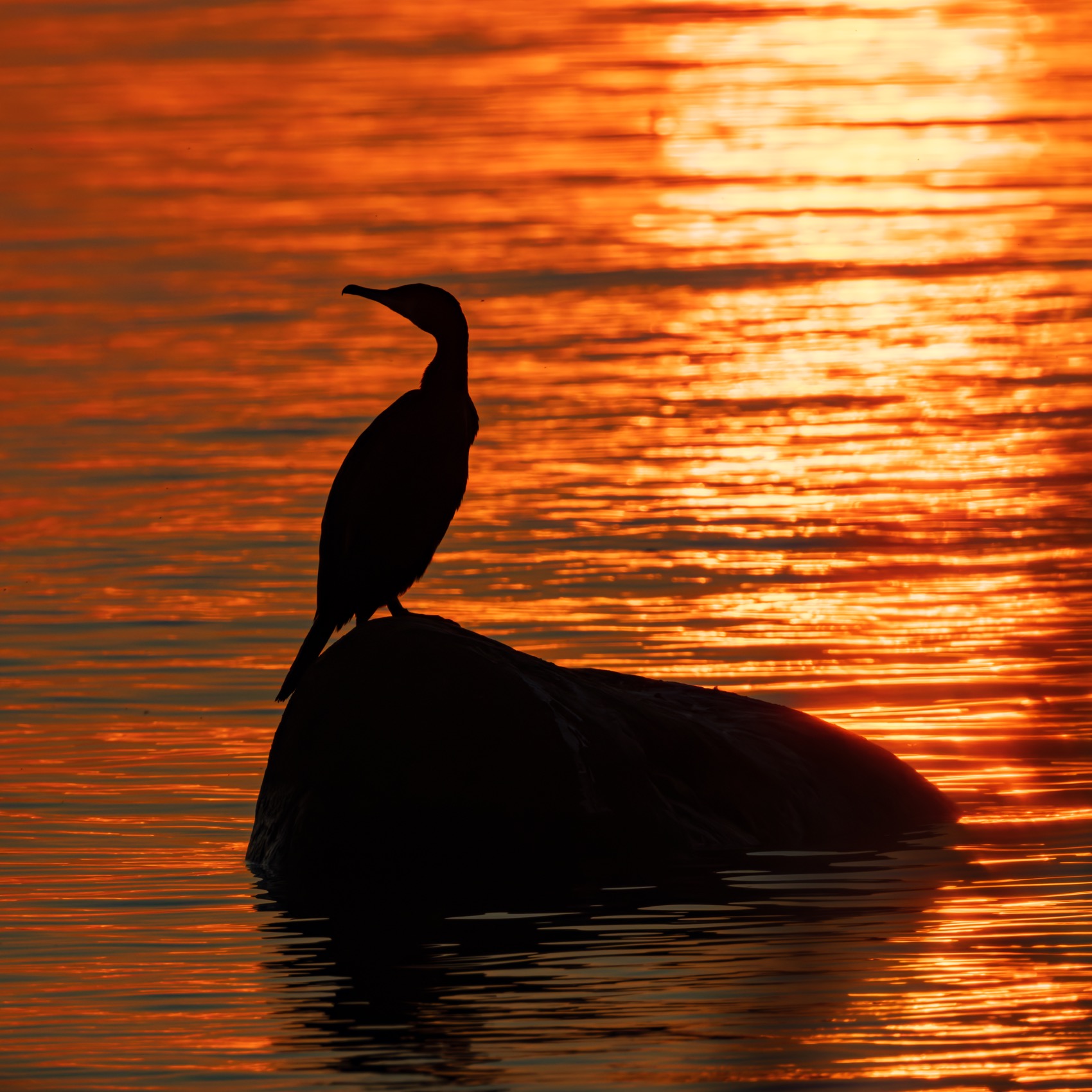 баклан, закат, финский залив, птицы, силуэт, Ruslan Pl