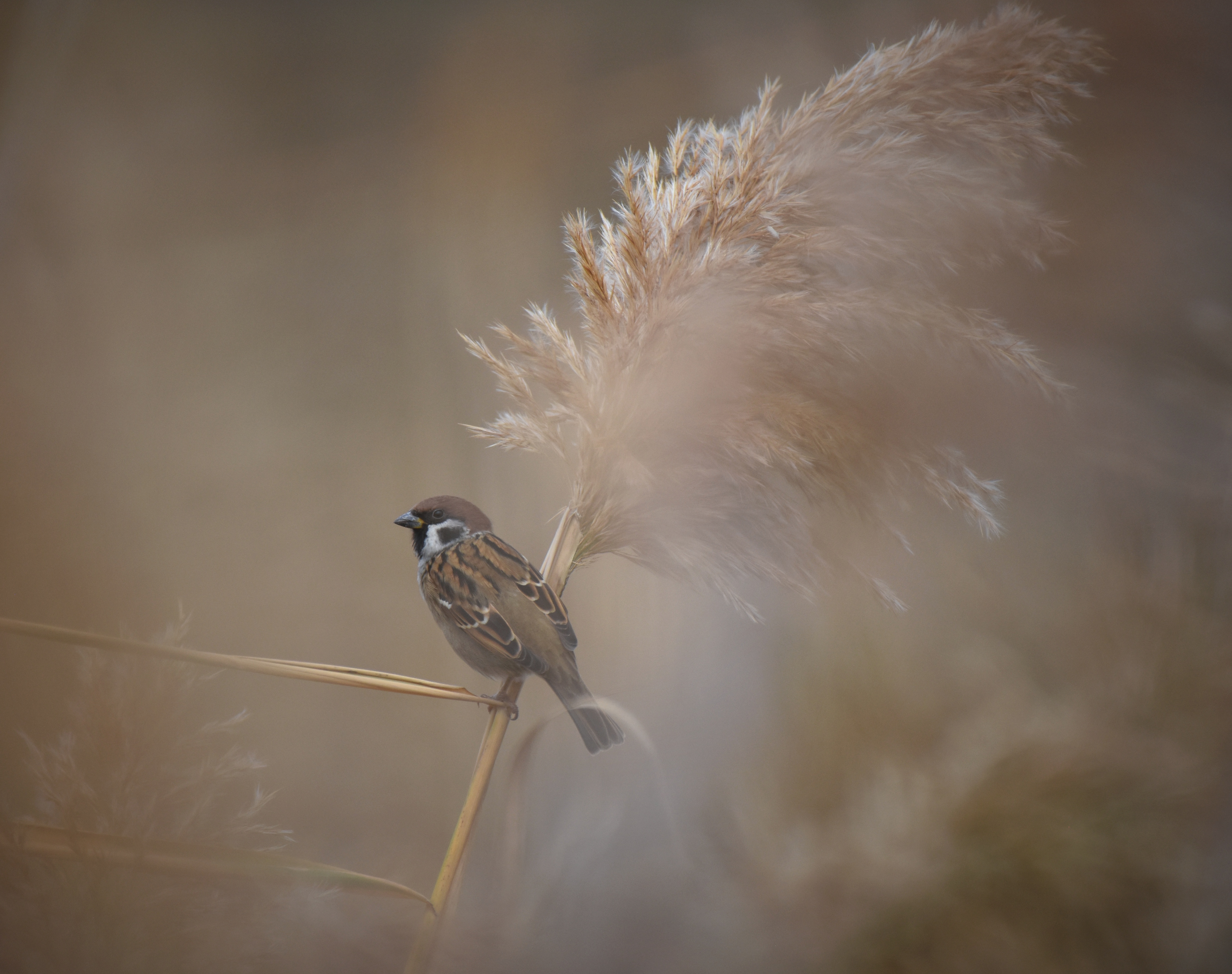 , Герчев Николай