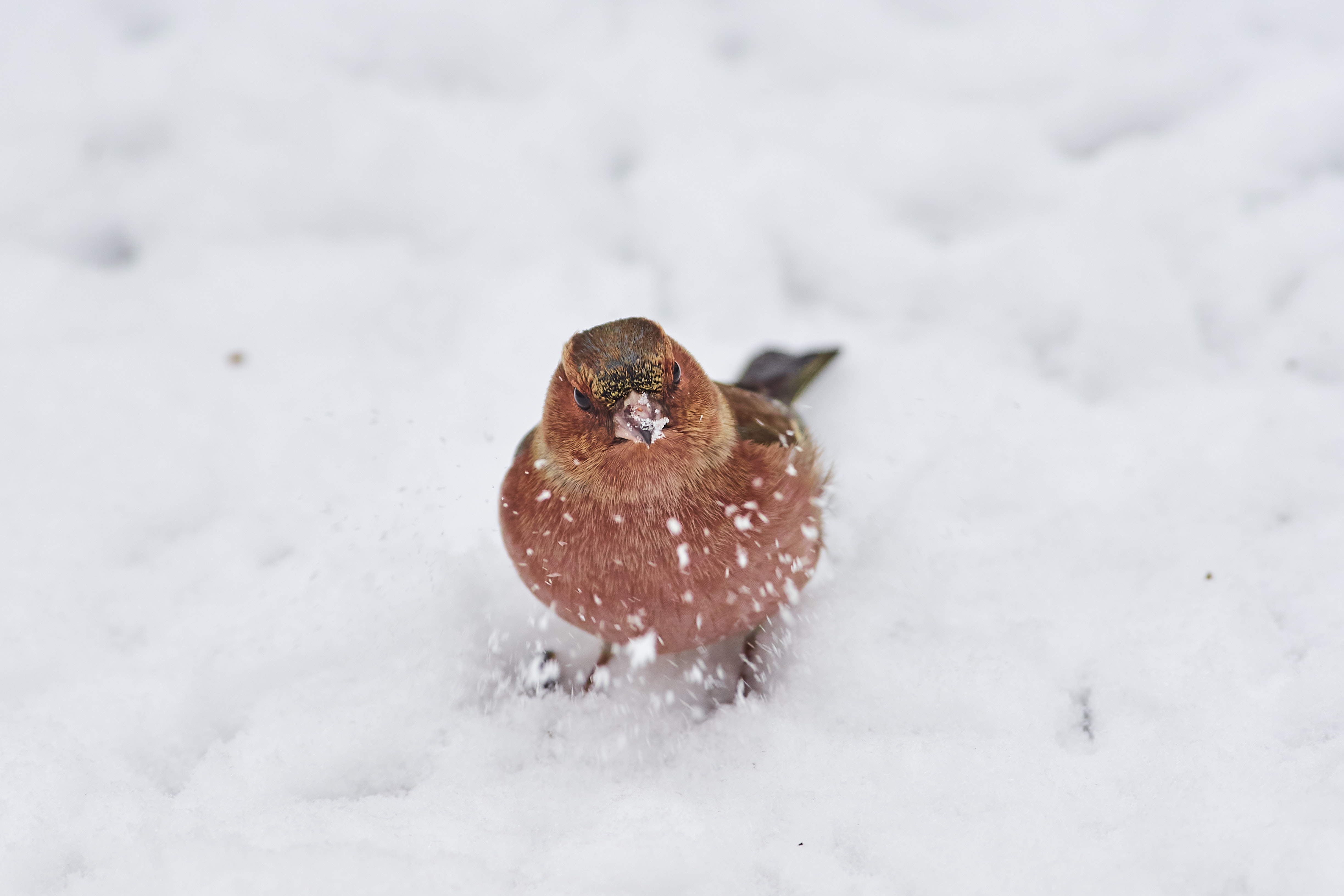 зяблик, bird, birds, birdswatching, volgograd, russia, , Павел Сторчилов