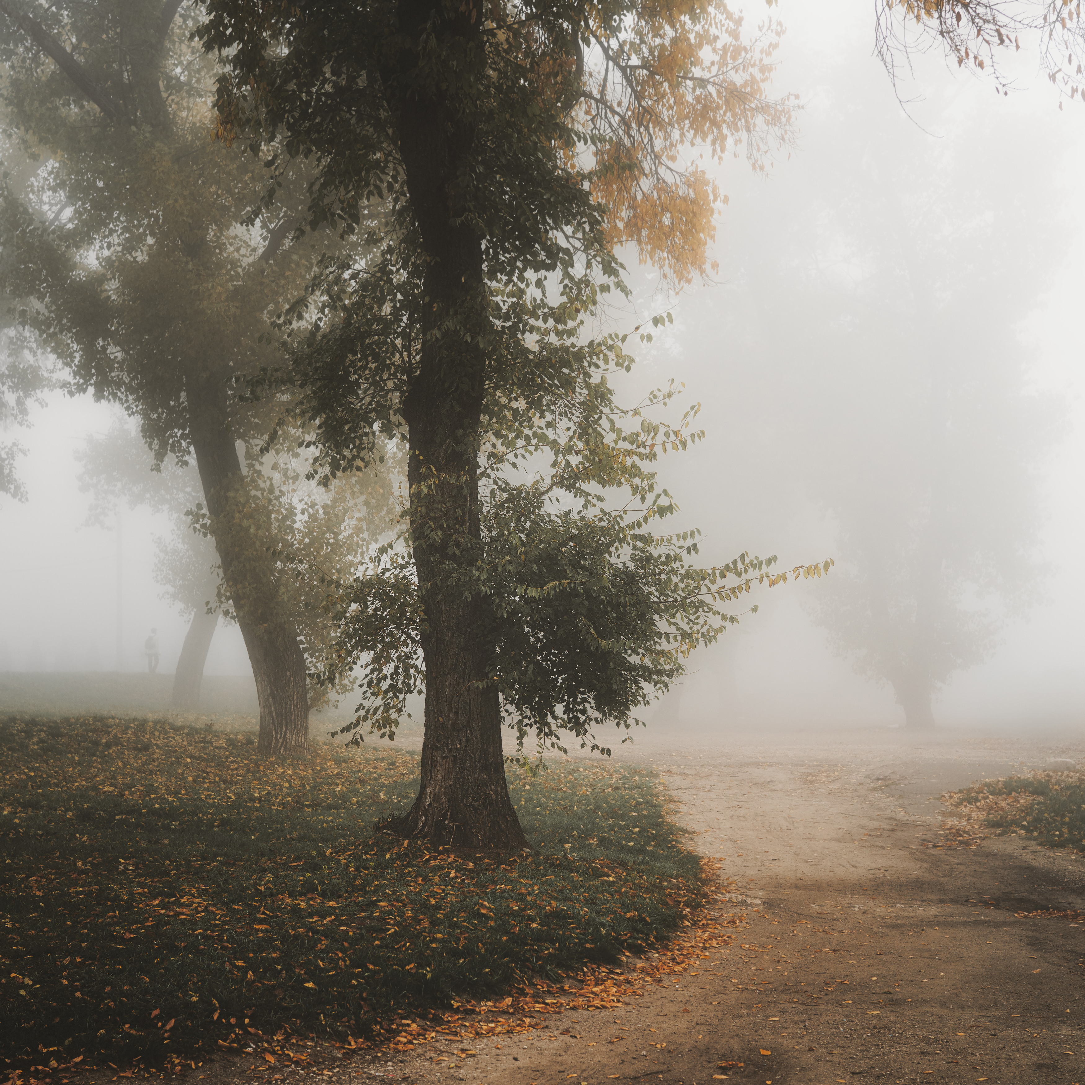 туман, утро, осень, парк, деревья, туманное утро, пейзаж, тишина, туман в парке, листья, природа, атмосфера, дорога, человек в тумане, мягкий свет, утренний туман, настроение, осенний пейзаж, покой, одиночество, мист, fog, morning, autumn, mood, nature, c, Сухенко Олег