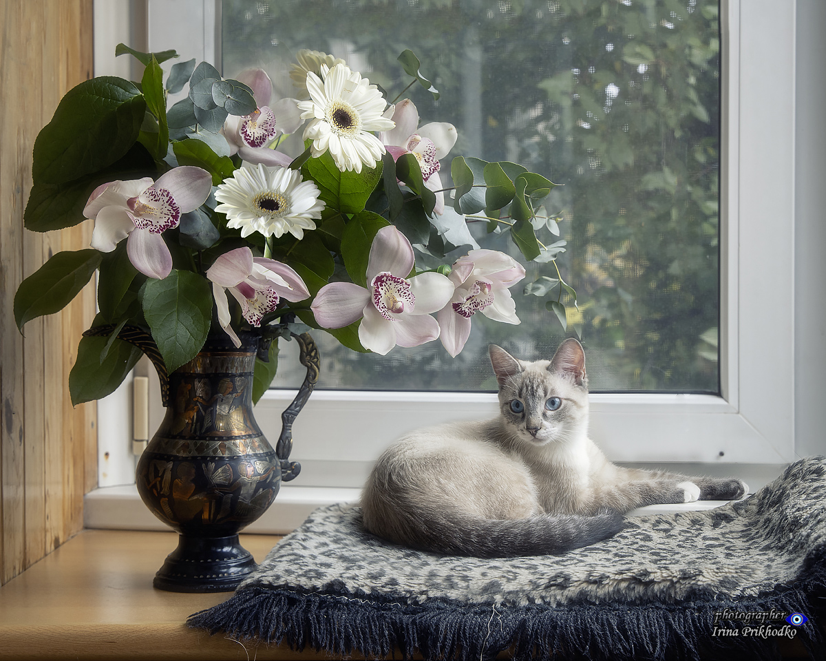 котики, котята, домашние животные, букет, орхидеи, Приходько Ирина