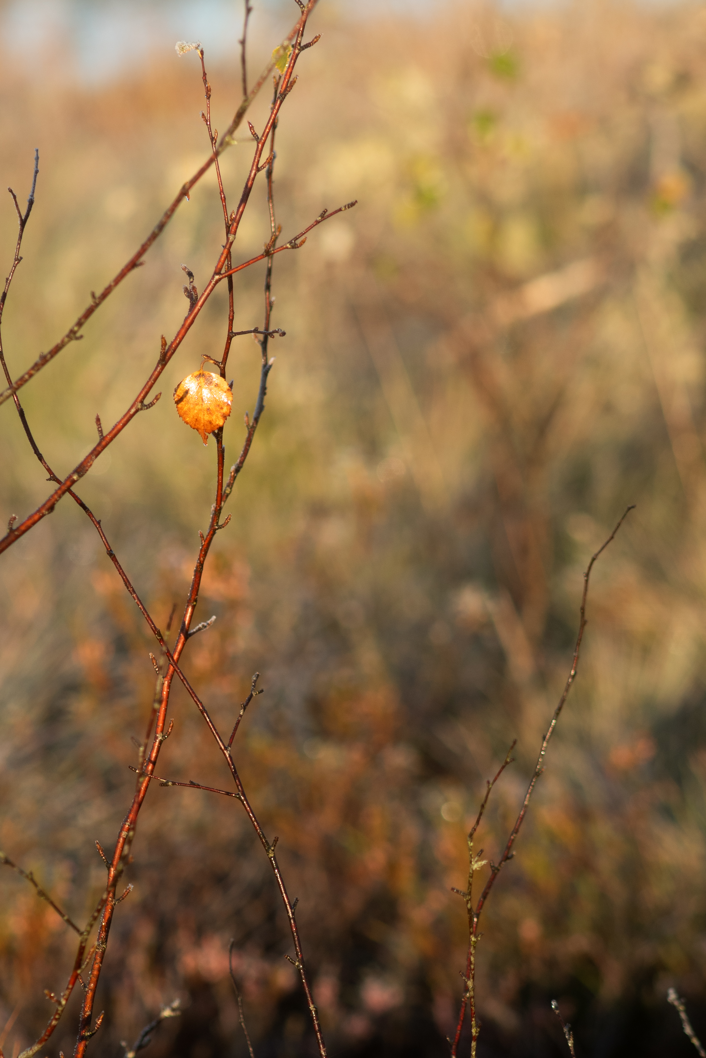 последний листик, осень, скоро зима, Oksana Truktanova