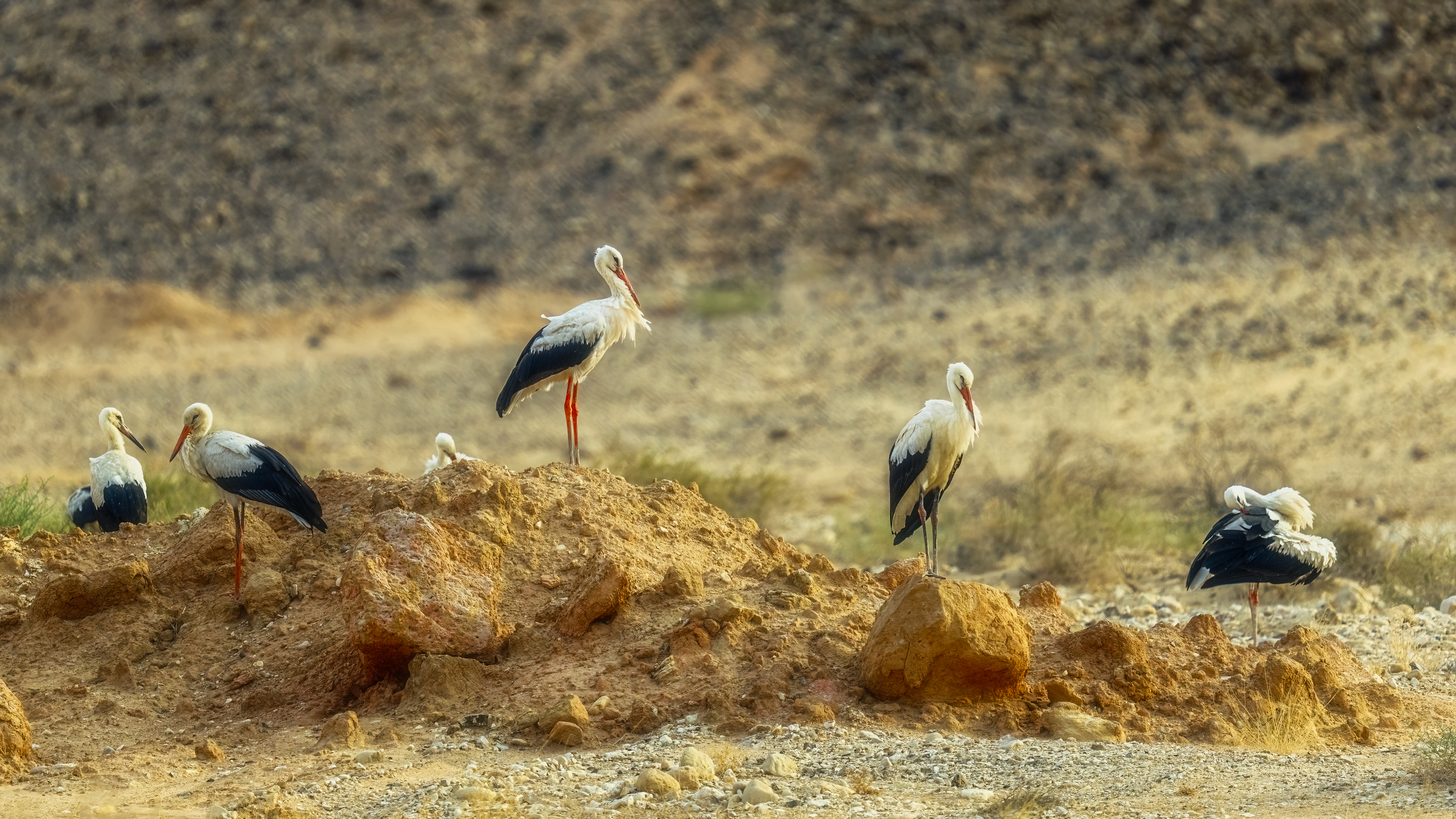 , Шварцман Евгений
