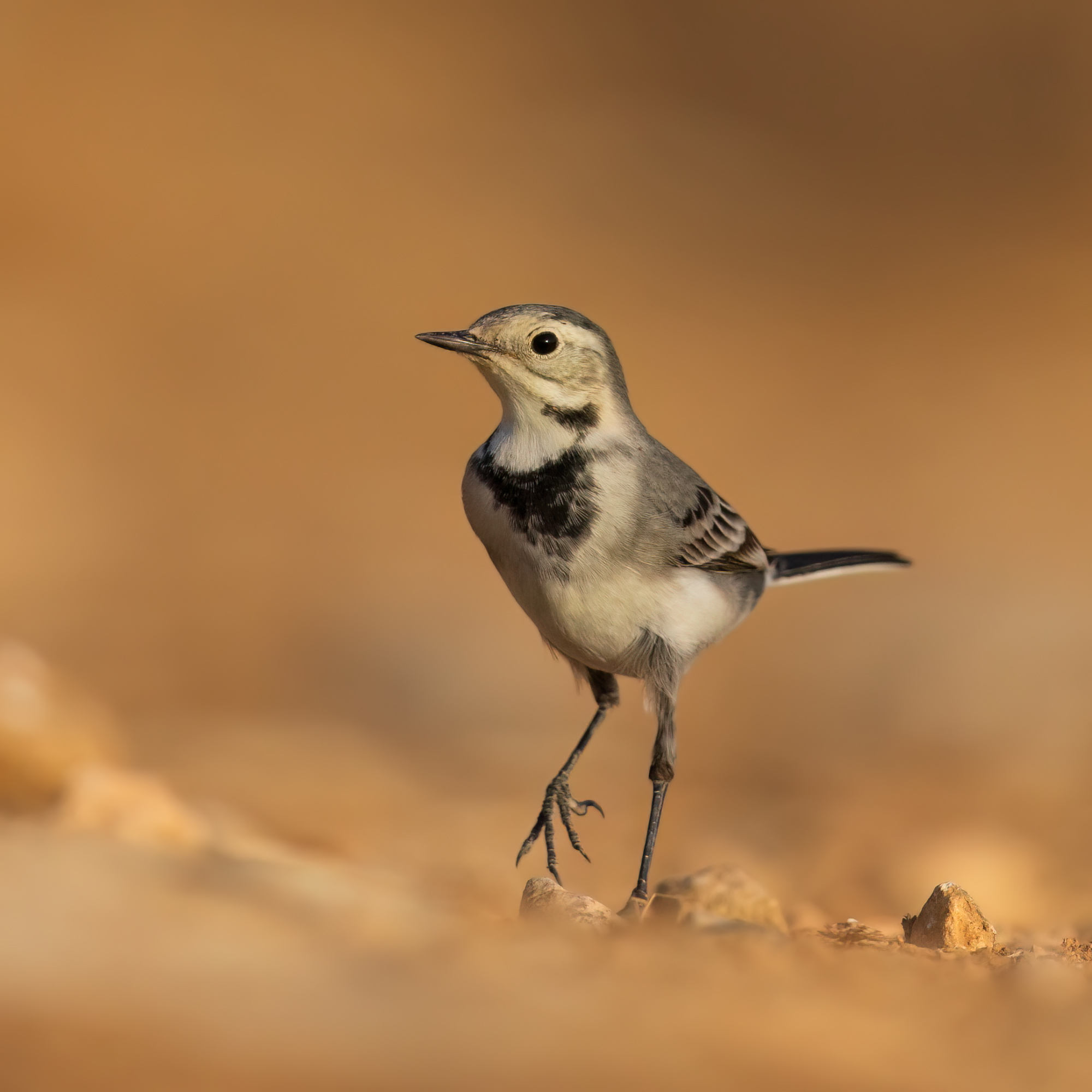 , Фруман Евгений