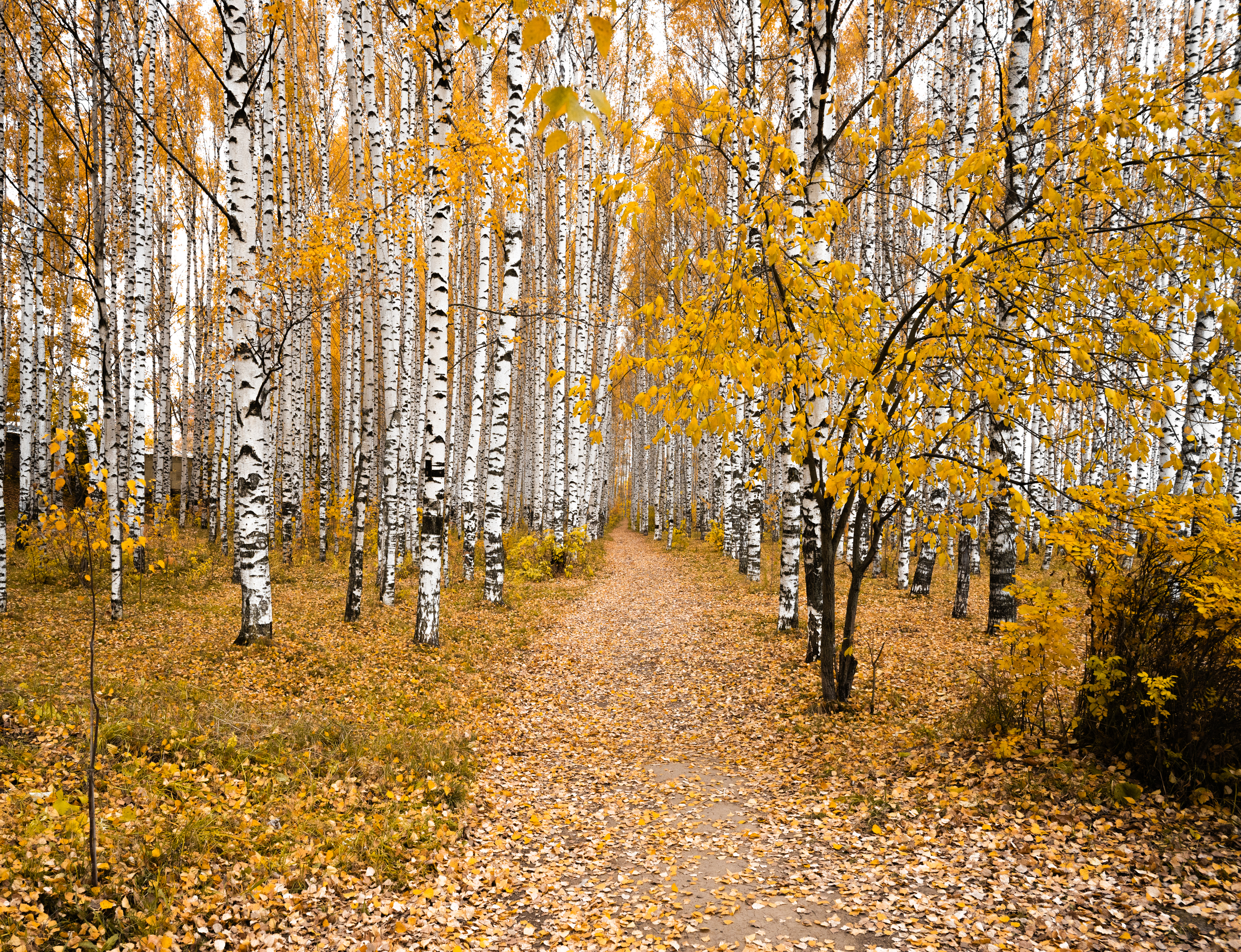 , Карепанов Евгений