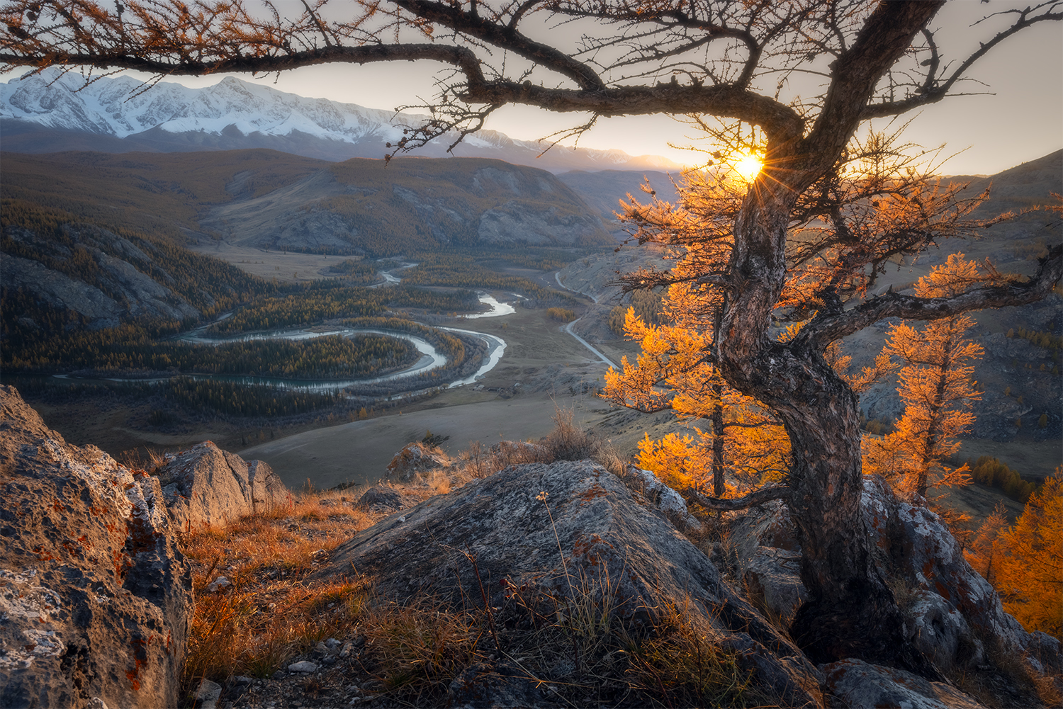 алтай, закат, солнце, горы, лиственницы, меандры, Сергей Буторин