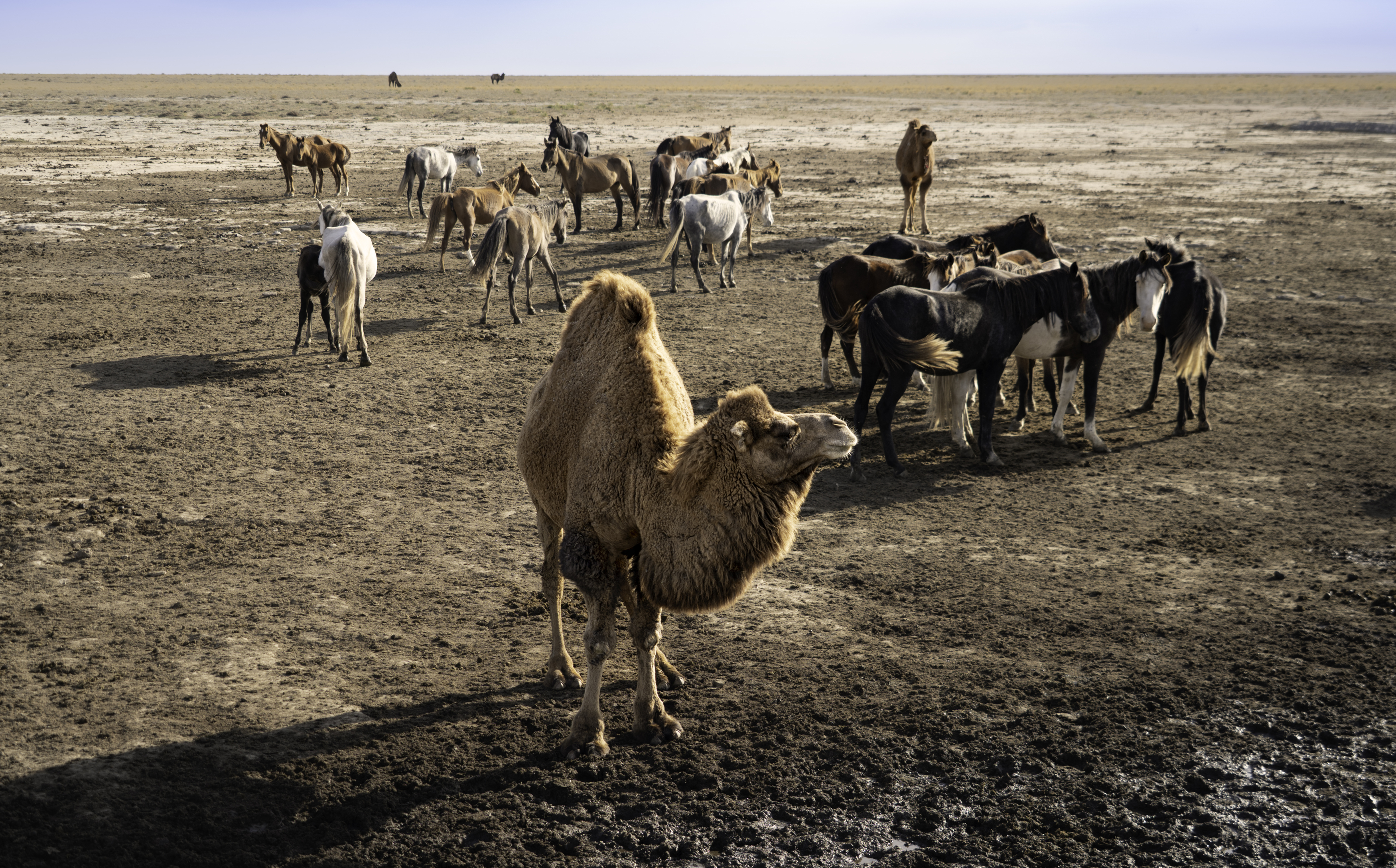 Казахстан, полуостров Мангышлак, Мангыстау, Актау, урочище Торыш, Долина шаров, верблюд, , Гаврилов Юрий