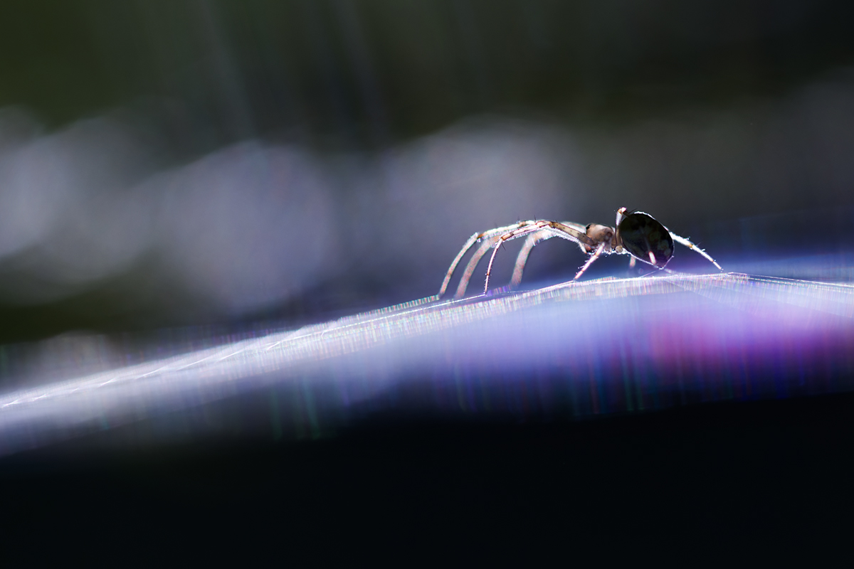 макро, паук, spider, macro, Хилько Марина