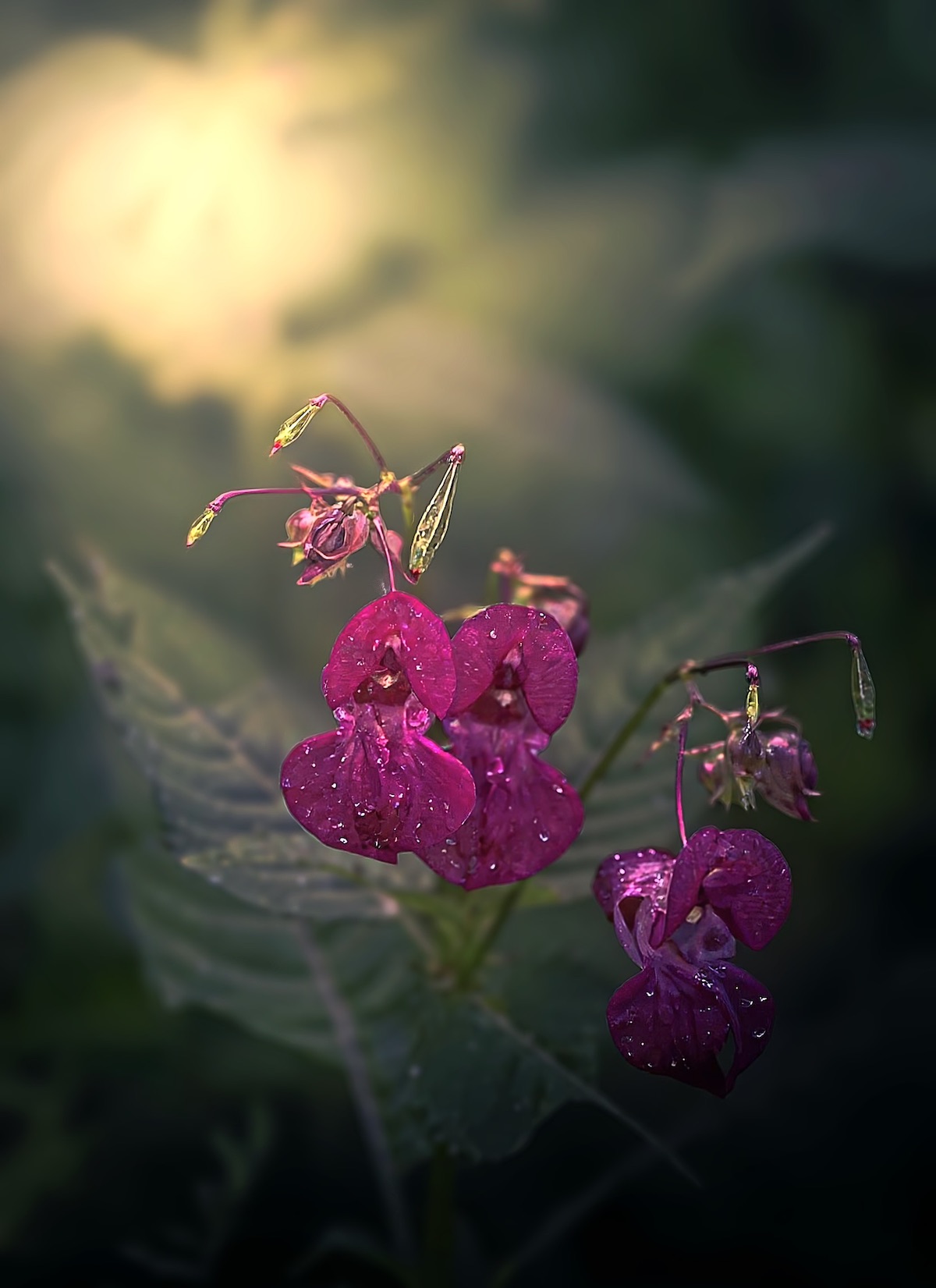 макро, macro, цветы, flower, лето, summer, Julia Kaissa
