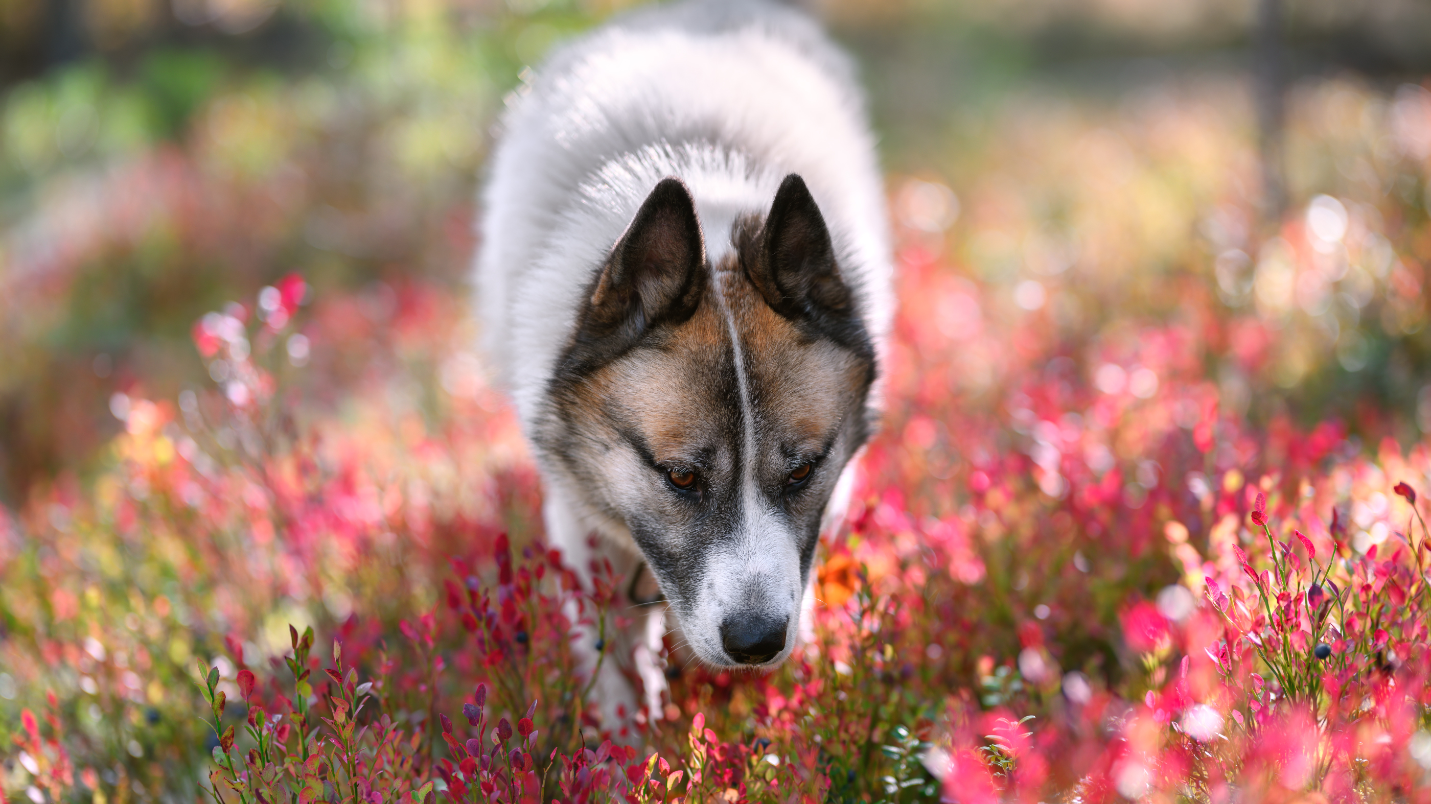 forest, grass, light, foliage, sunlight, morning, meadow, field, autumn, yellow, pink, dog, pet, animal, Андрей Козлов
