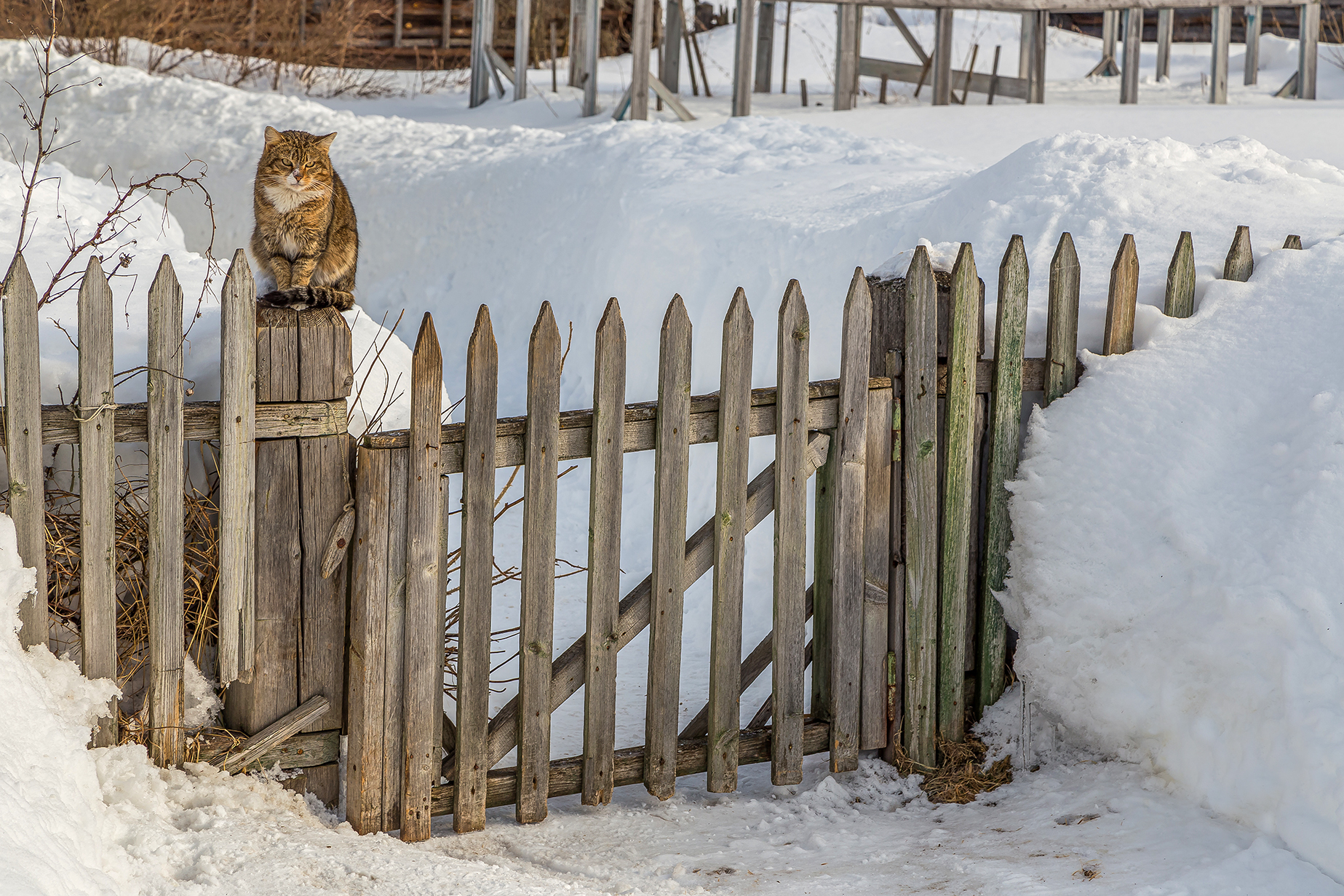 деревня, кот, калитка снег. изгородь, ожидание, Анкудинов Леонид
